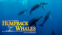 Ballenas 3D