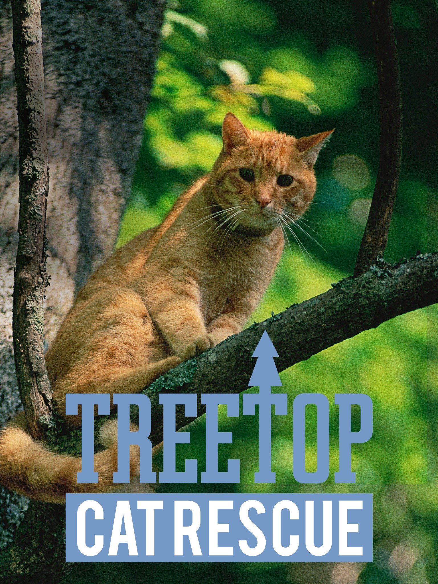 Treetop Cat Rescue Pictures Rotten Tomatoes