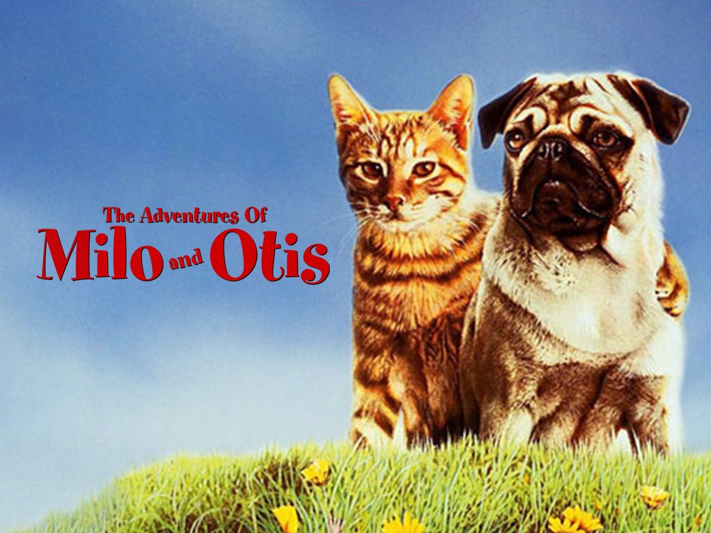 Animal Abuse Milo And Otis DAMINAL
