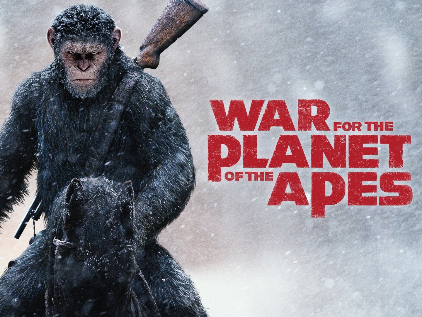 War for the of the Apes Trivia With Fans Exclusive Interview