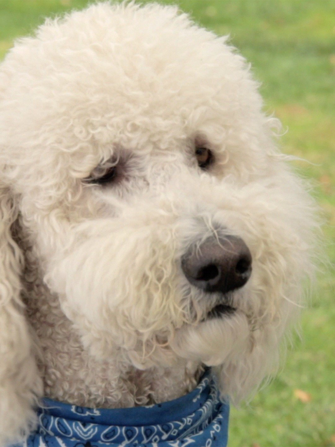 In the Dog House Trailer 1 Trailers & Videos Rotten Tomatoes