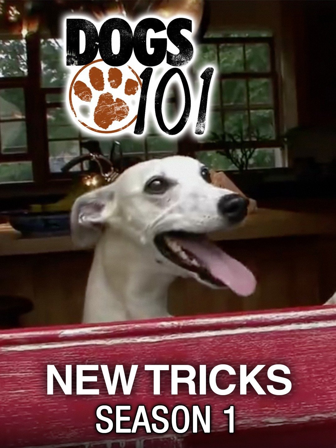 Dog new tricks