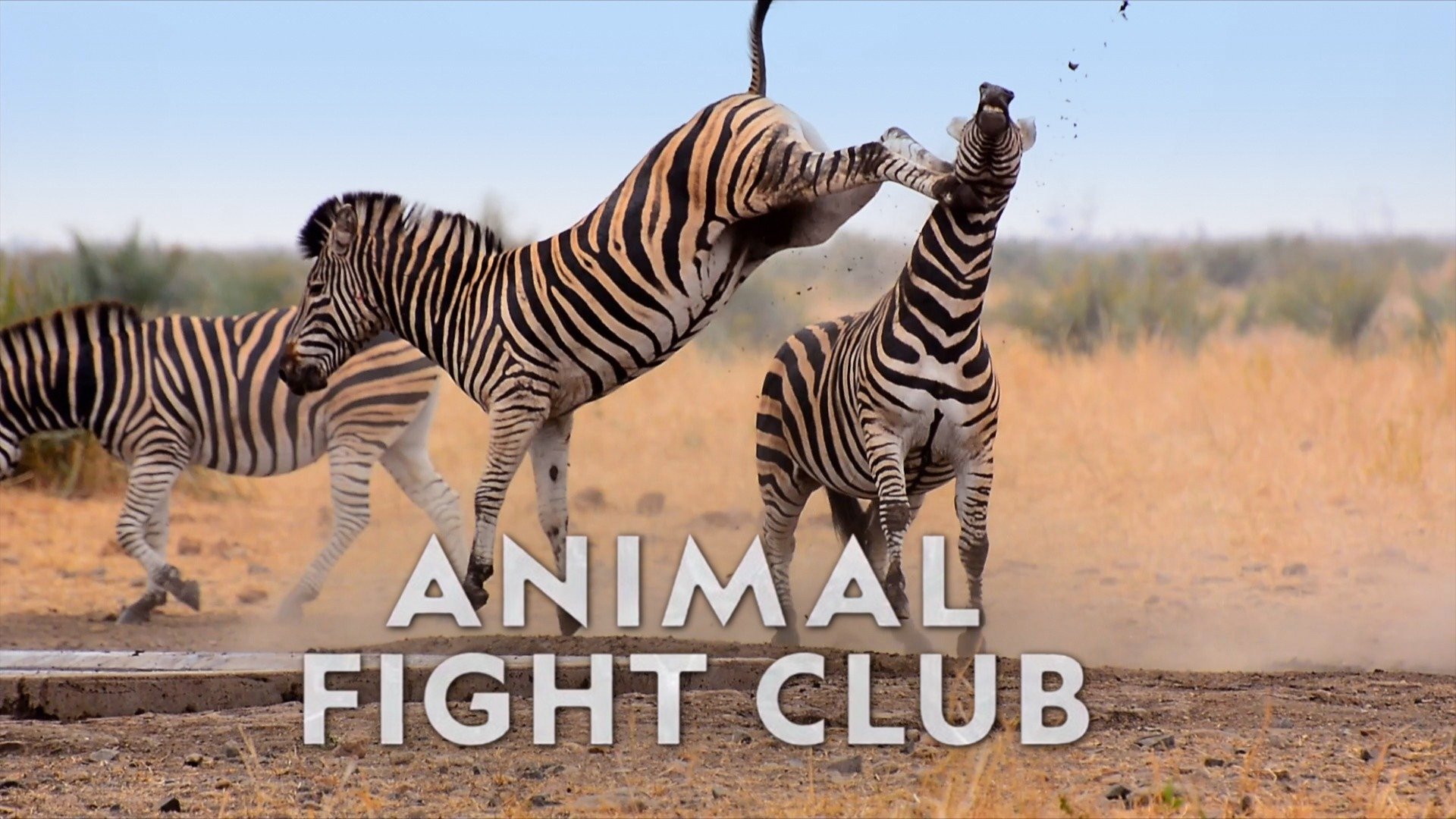 Animal Fight Club - Rotten Tomatoes