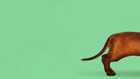 Wiener-Dog