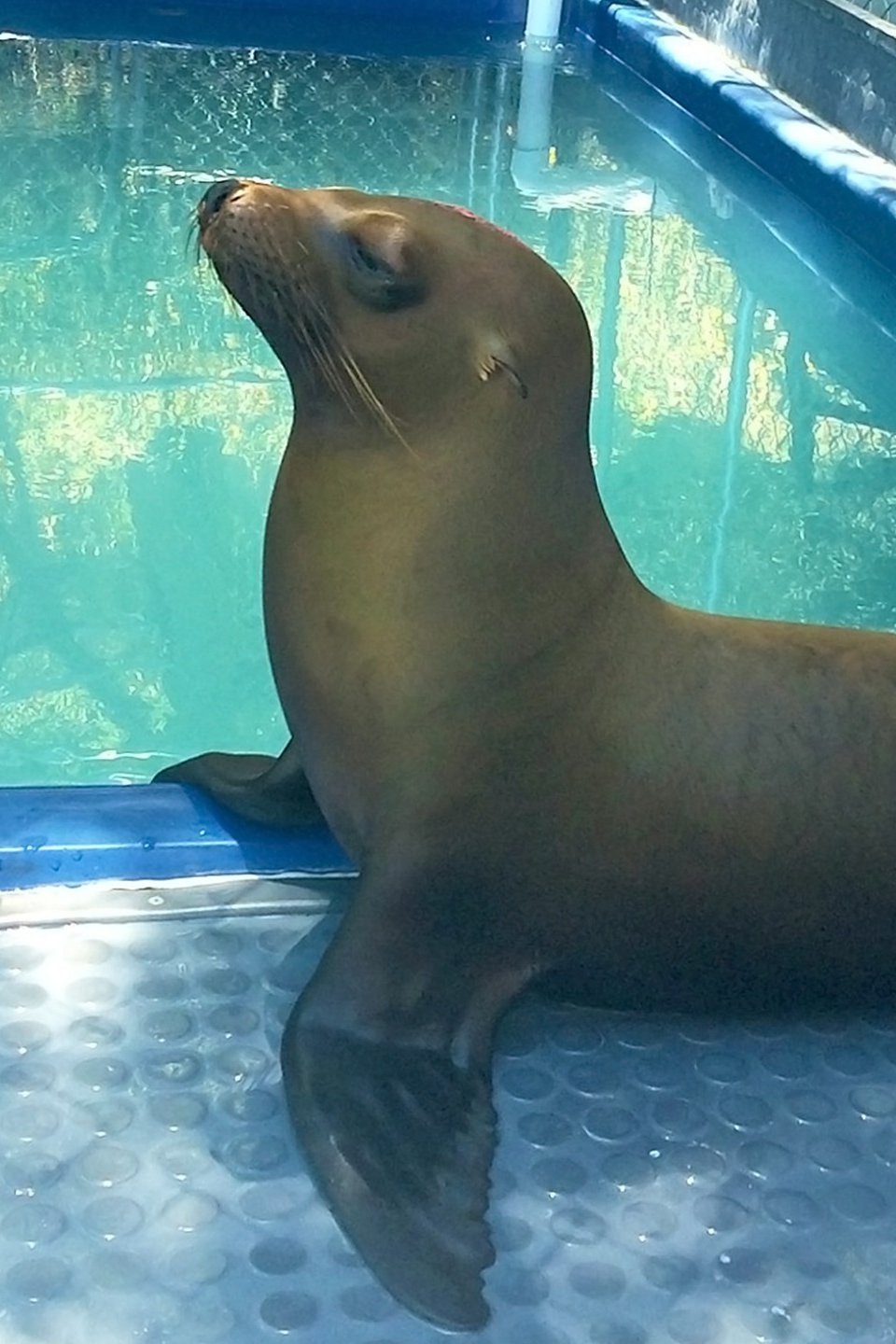 The Sea Lion Rescue Pictures Rotten Tomatoes
