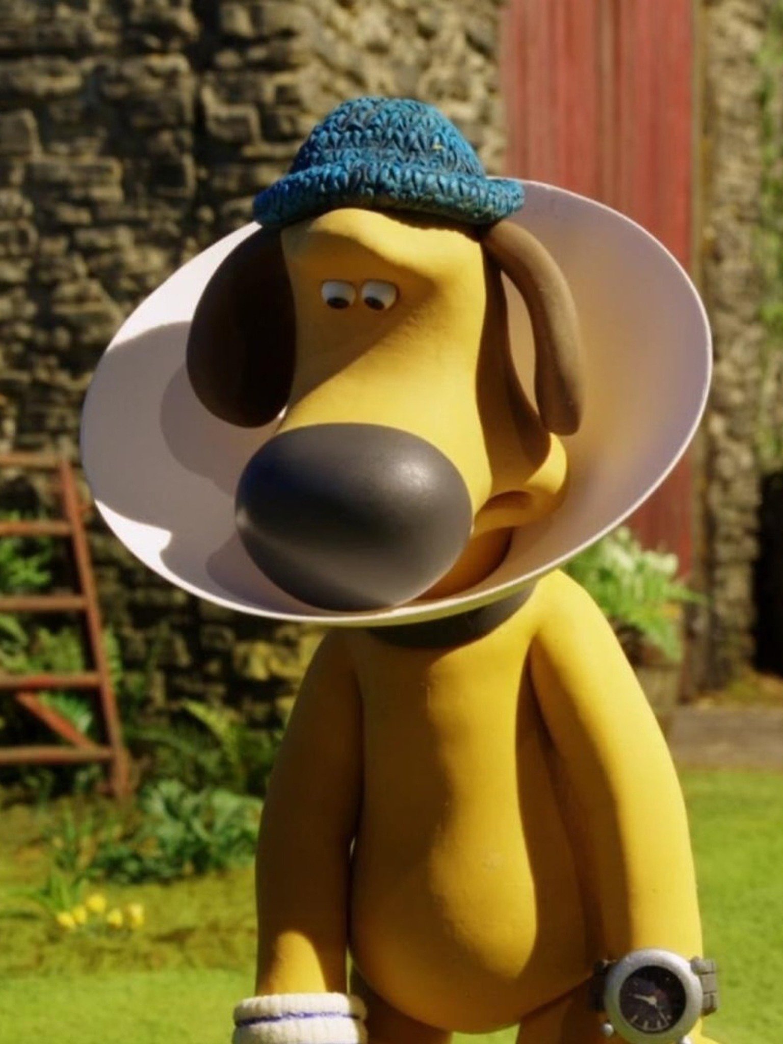 Cone Of Shame Pictures Rotten Tomatoes