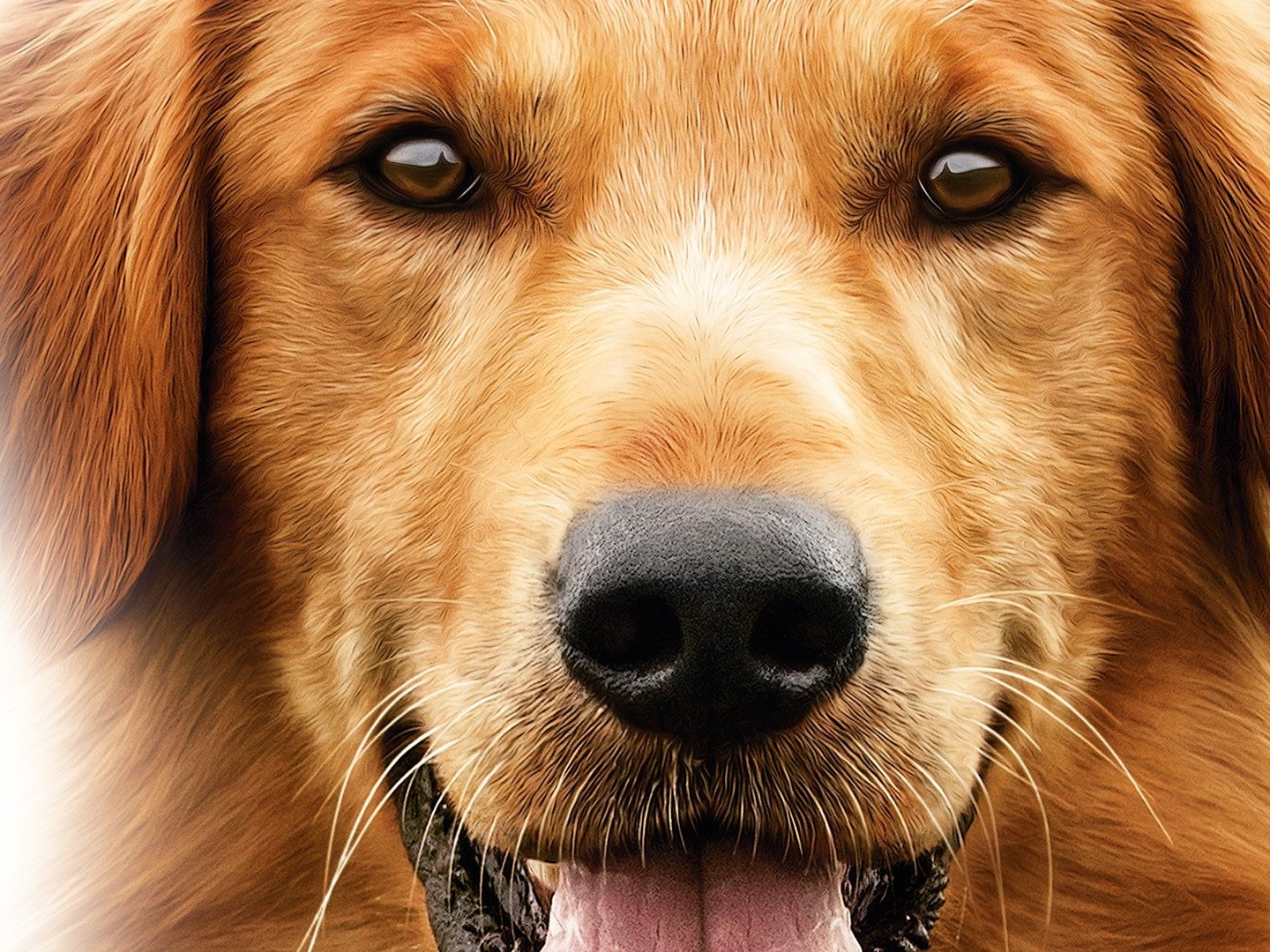 A Dog's Purpose: TV Spot - Now Playing - Trailers & Videos - Rotten