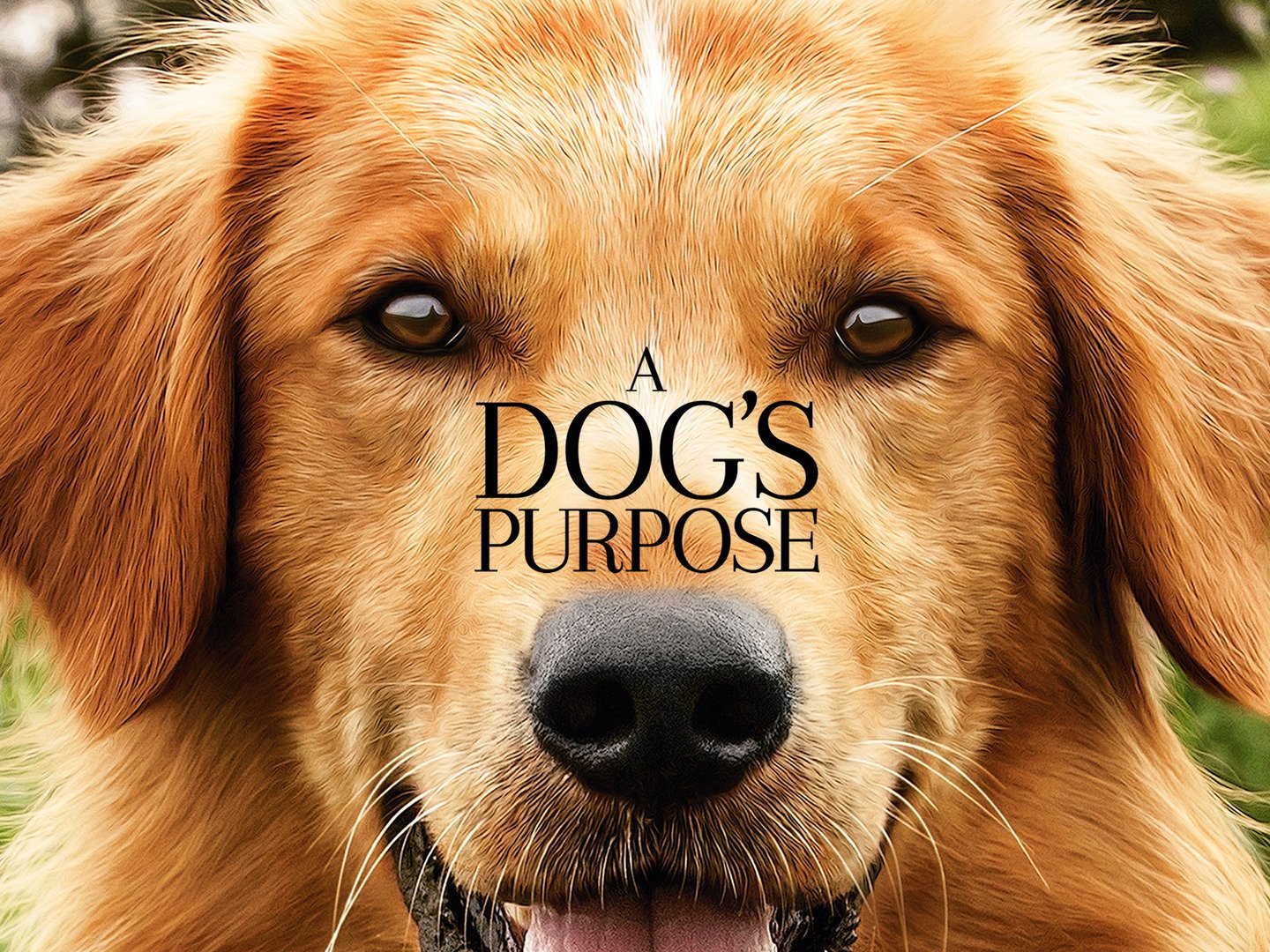 A Dog's Purpose Rotten Tomatoes at Vickie Carlson blog