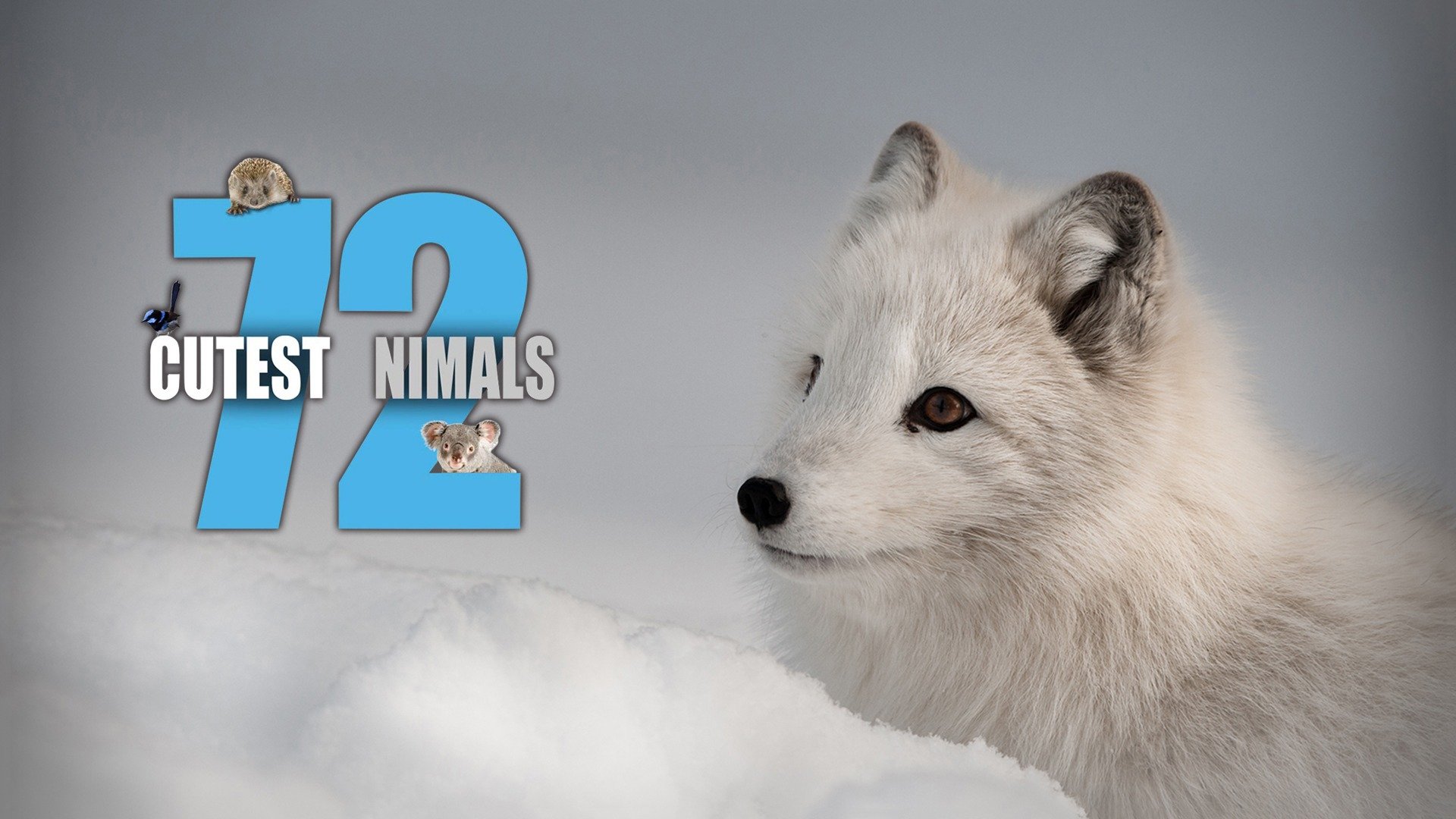72 Cutest Animals - Rotten Tomatoes