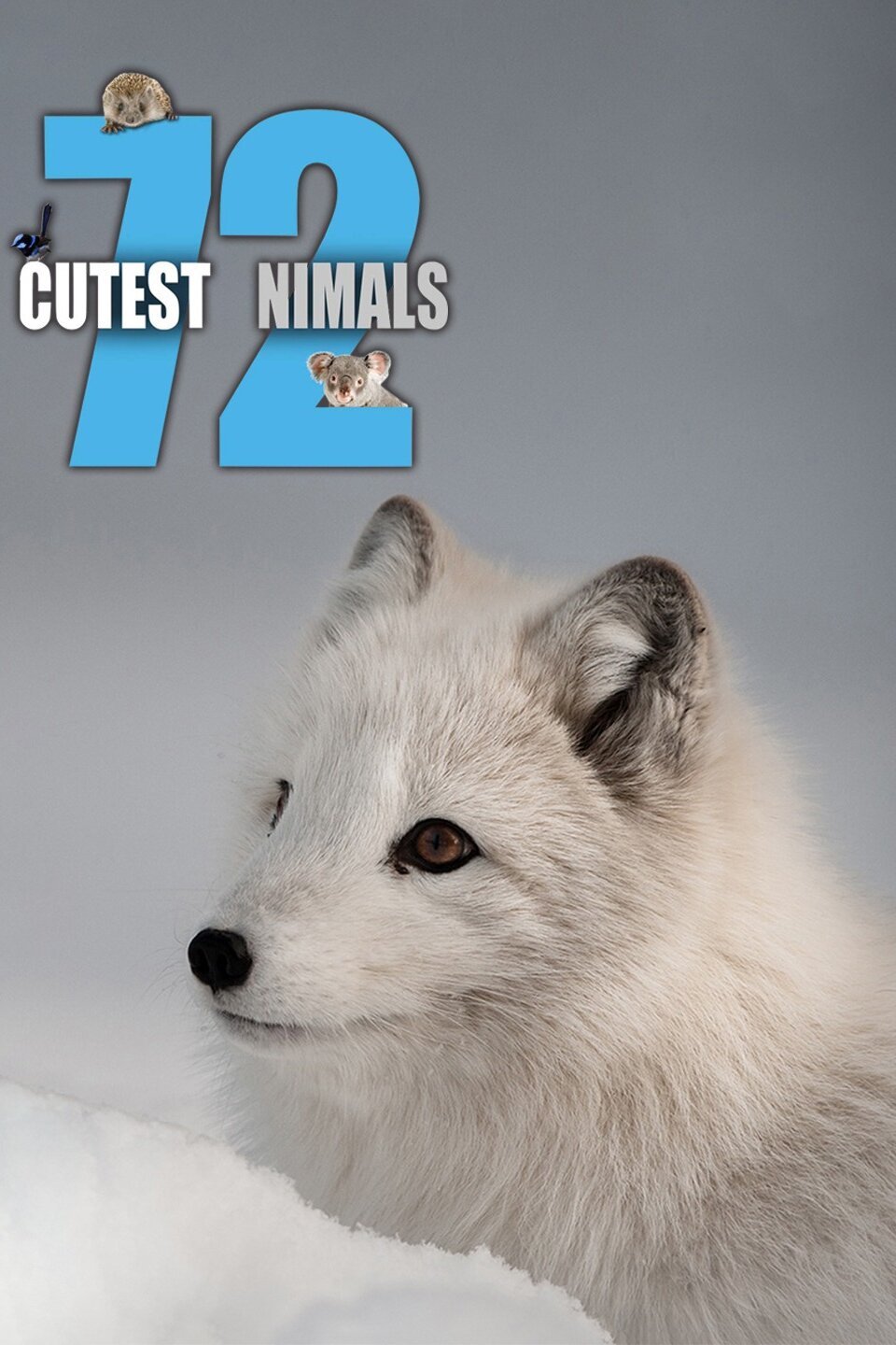 72 Cutest Animals - Rotten Tomatoes