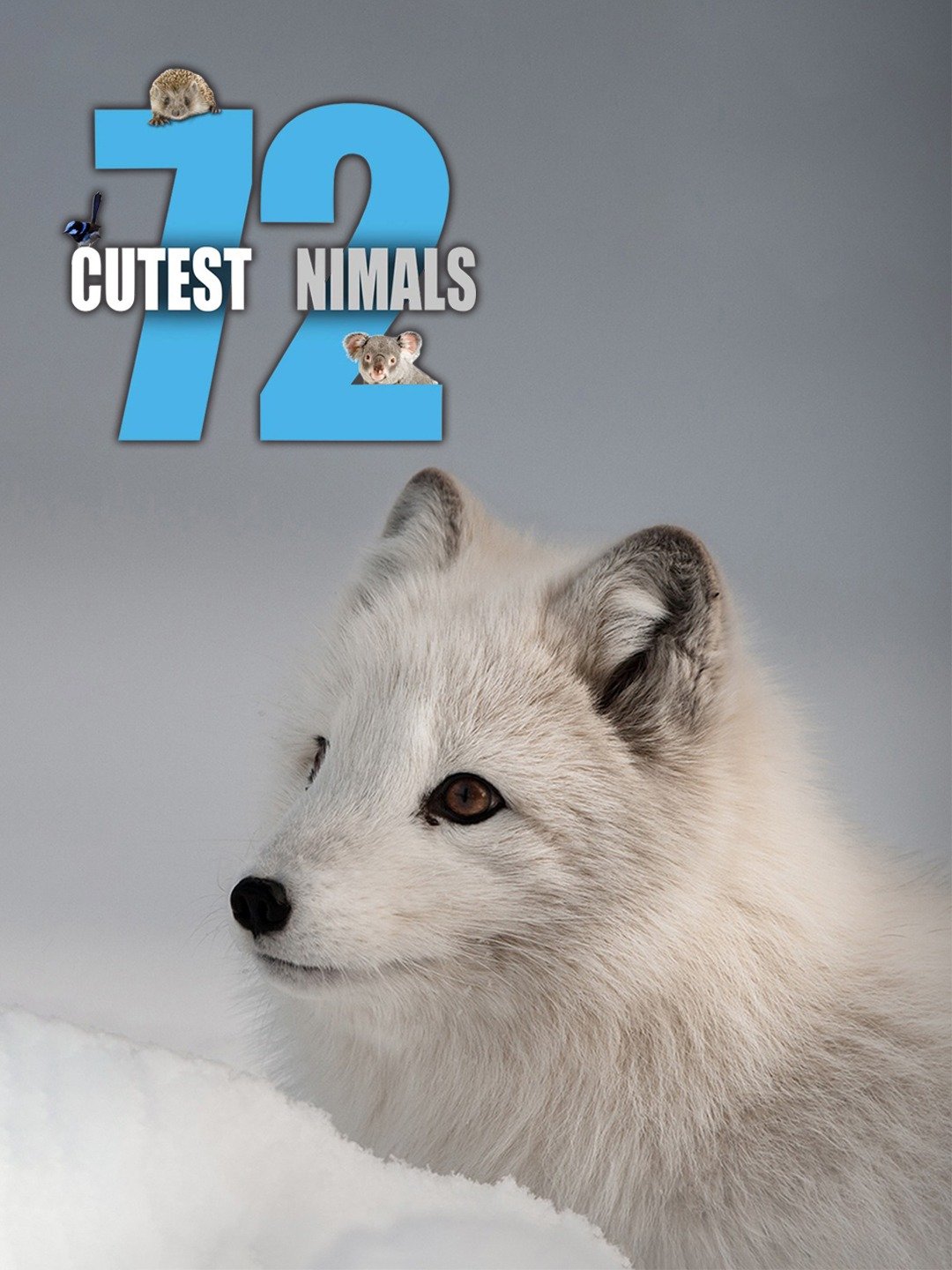 72 Cutest Animals: Season 1, Episode 11 - Rotten Tomatoes