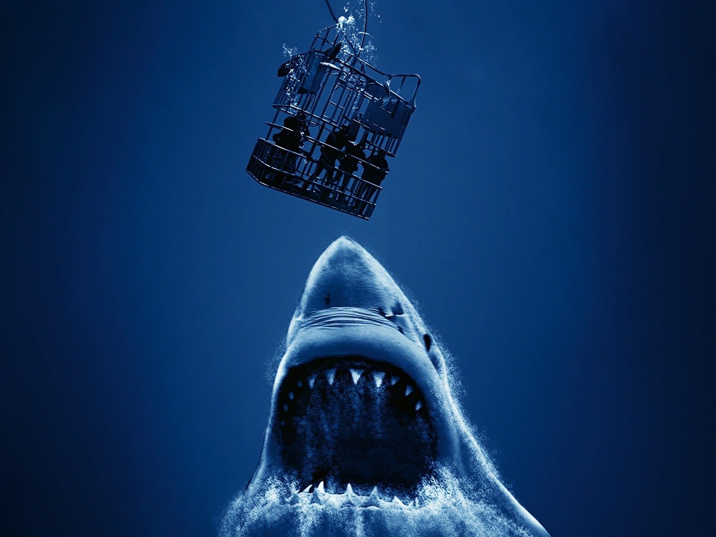 Open Water 3 Cage Dive Trailer 1 Trailers & Videos Rotten Tomatoes