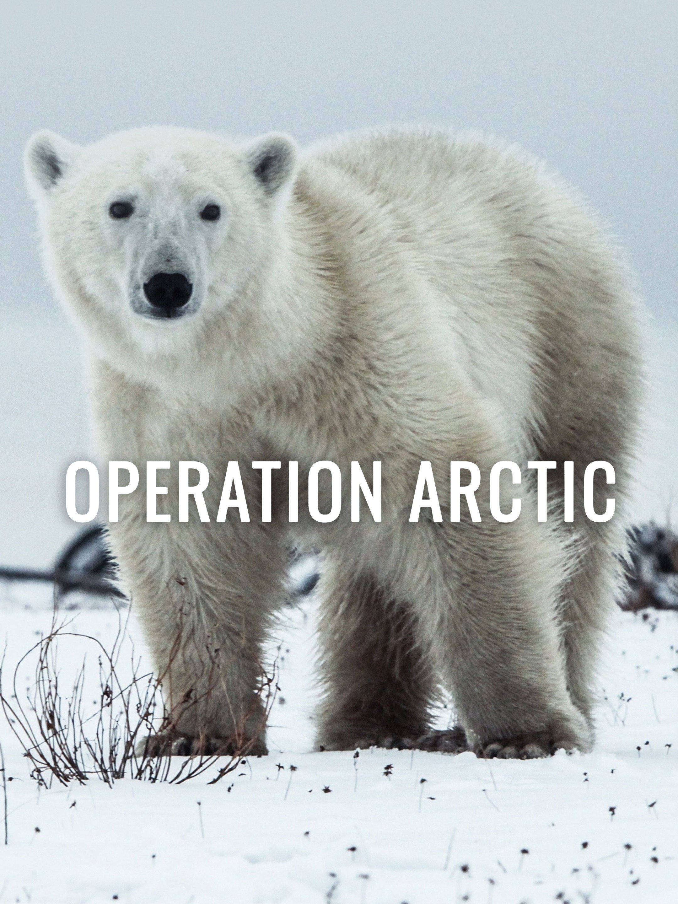 Operation Arctic Rotten Tomatoes