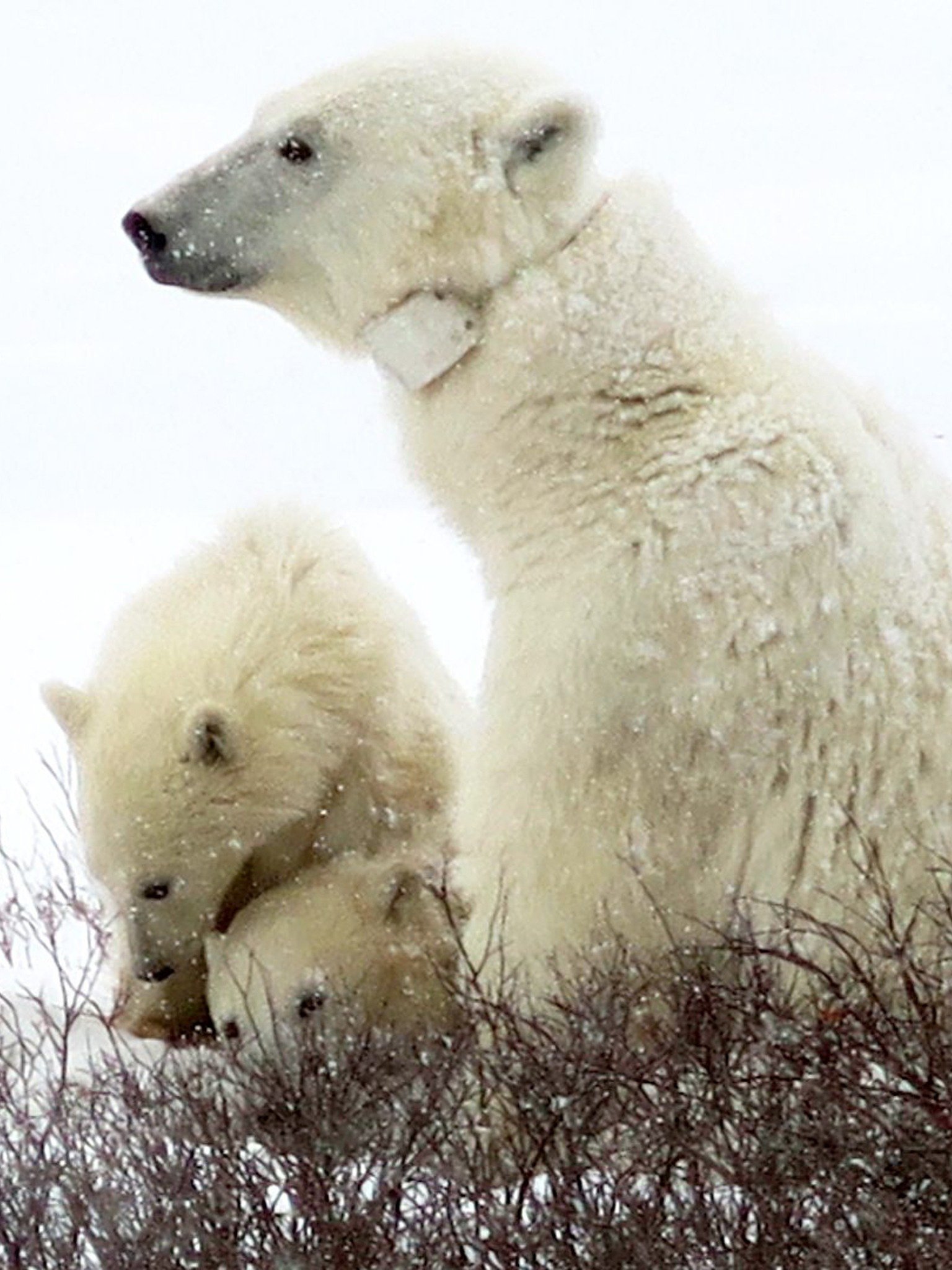 The Battle for the Arctic Pictures Rotten Tomatoes