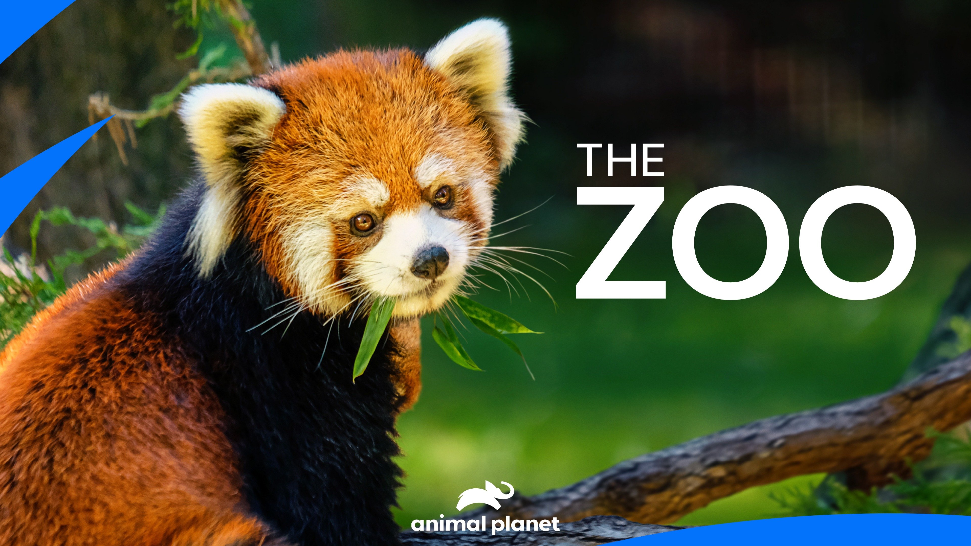 The Zoo Rotten Tomatoes