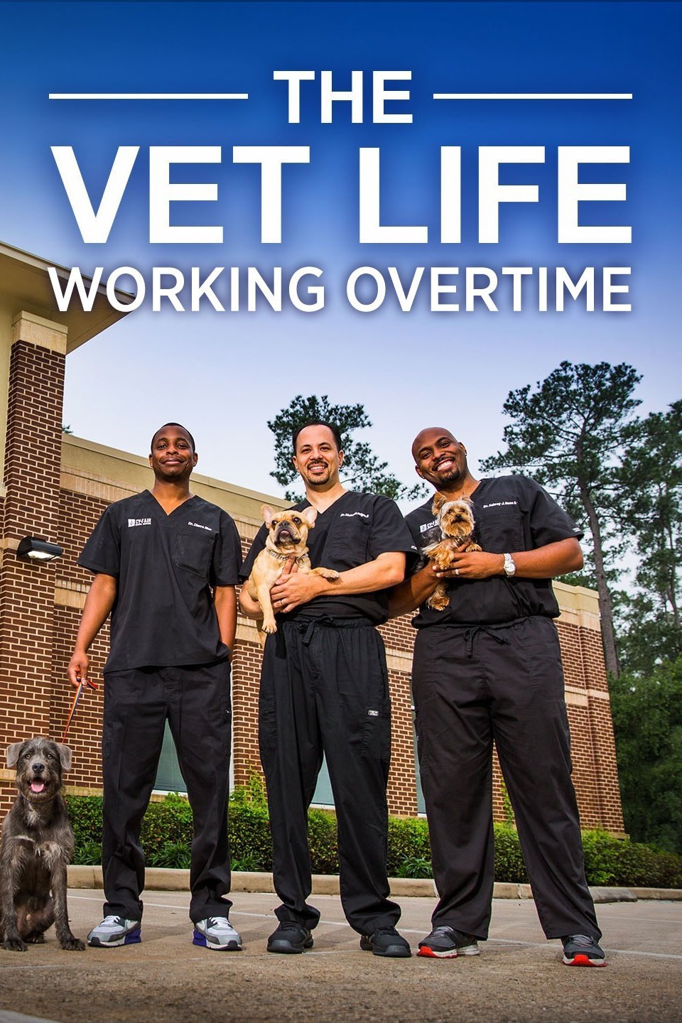 The Vet Life Working Overtime Pictures Rotten Tomatoes