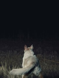Viene de noche