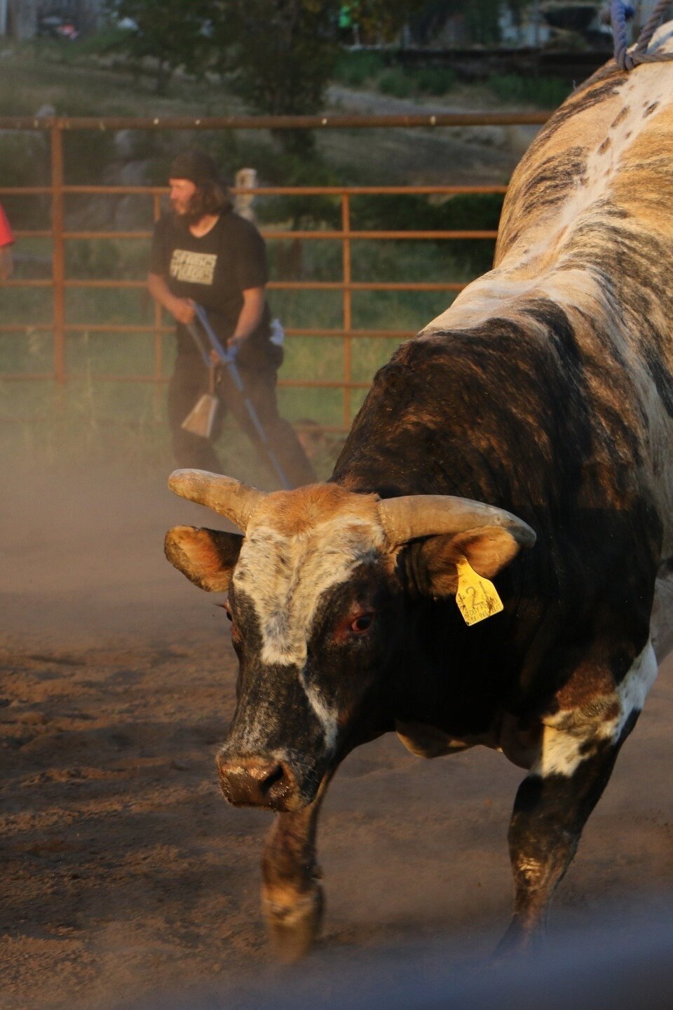 Full of Bull Pictures - Rotten Tomatoes