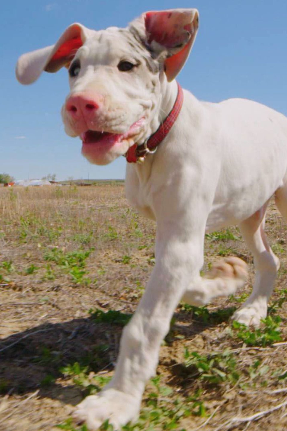 What to Expect When You're Expecting...Puppies! Pictures Rotten Tomatoes