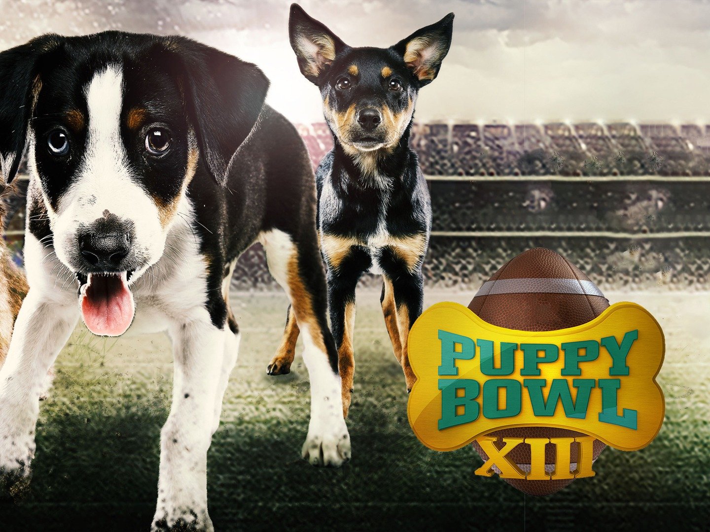 thanksgiving puppy bowl