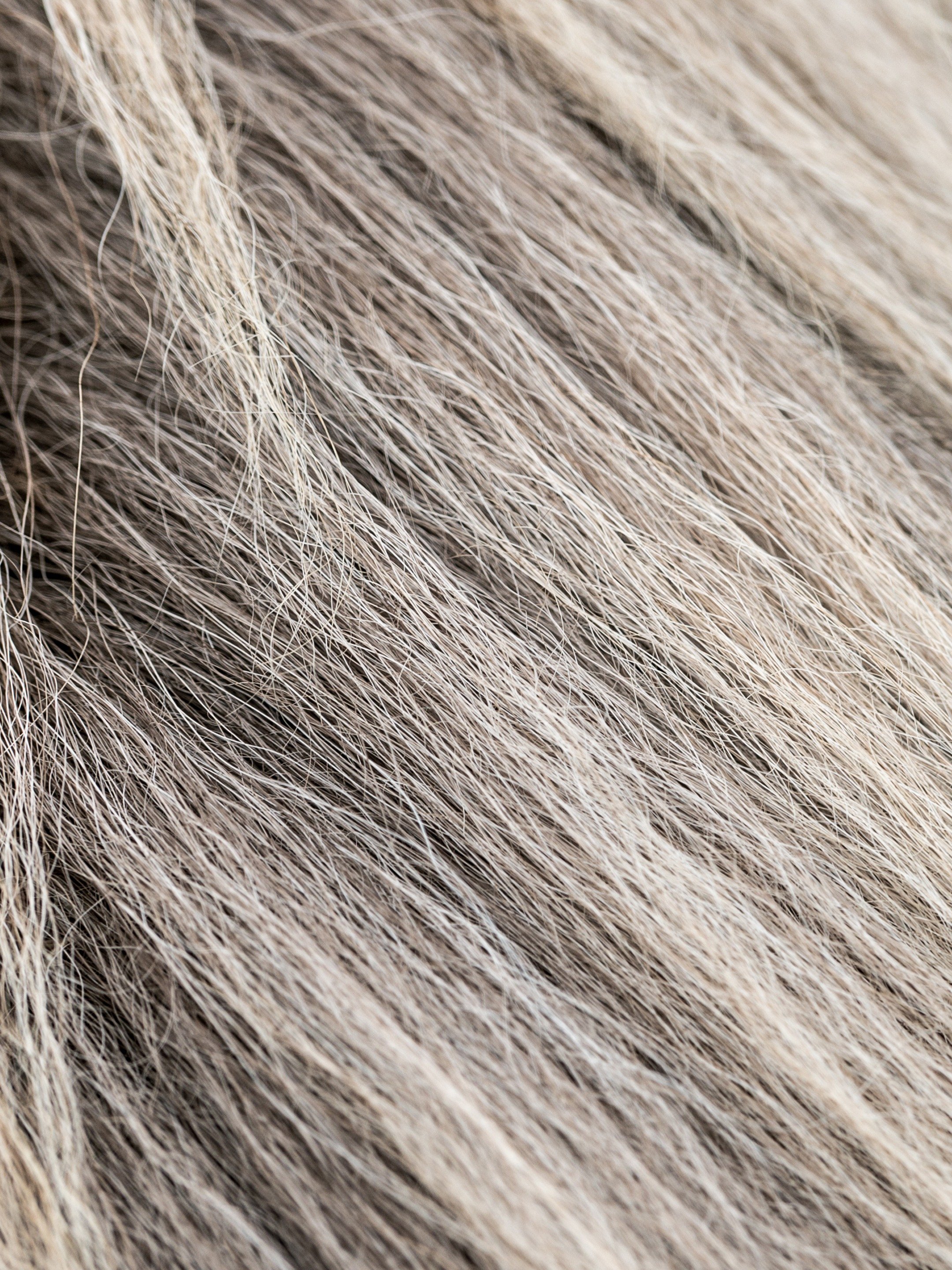 The Tesla; HorseHair Fabrics; Pool Cleaners Pictures Rotten Tomatoes