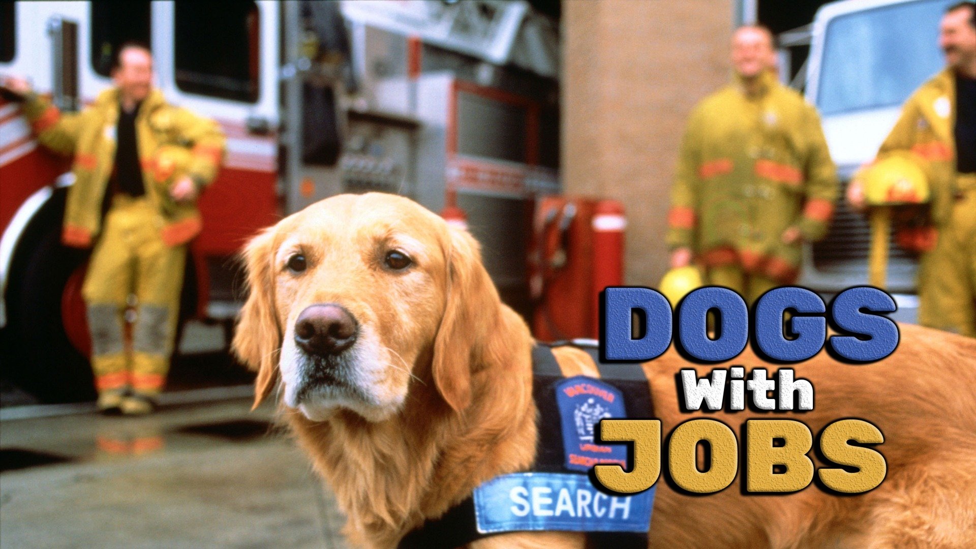 What Jobs Work With Dogs