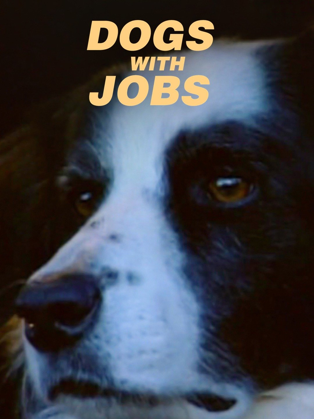 what jobs are there with dogs