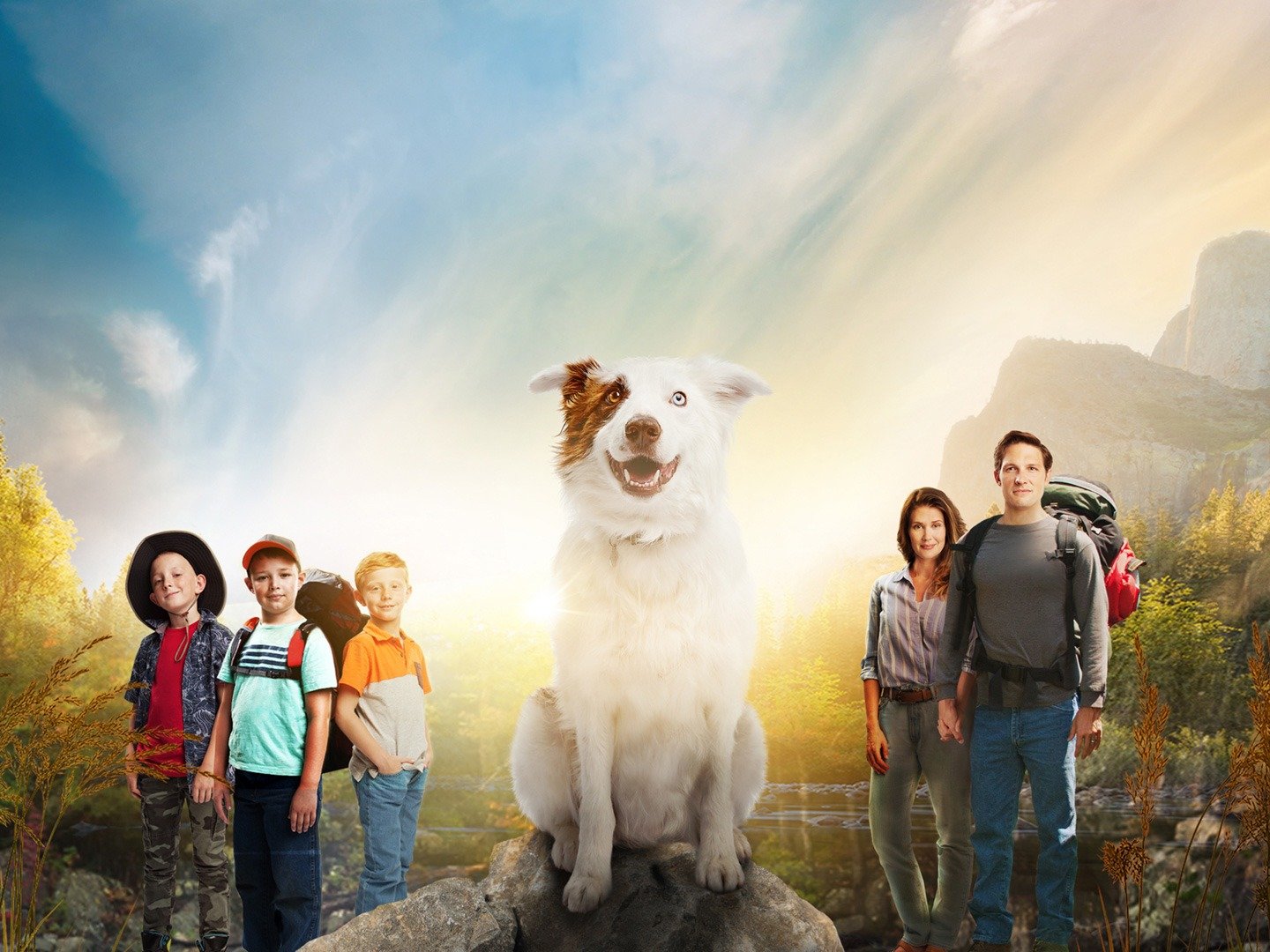 The Stray Trailer 1 Trailers & Videos Rotten Tomatoes