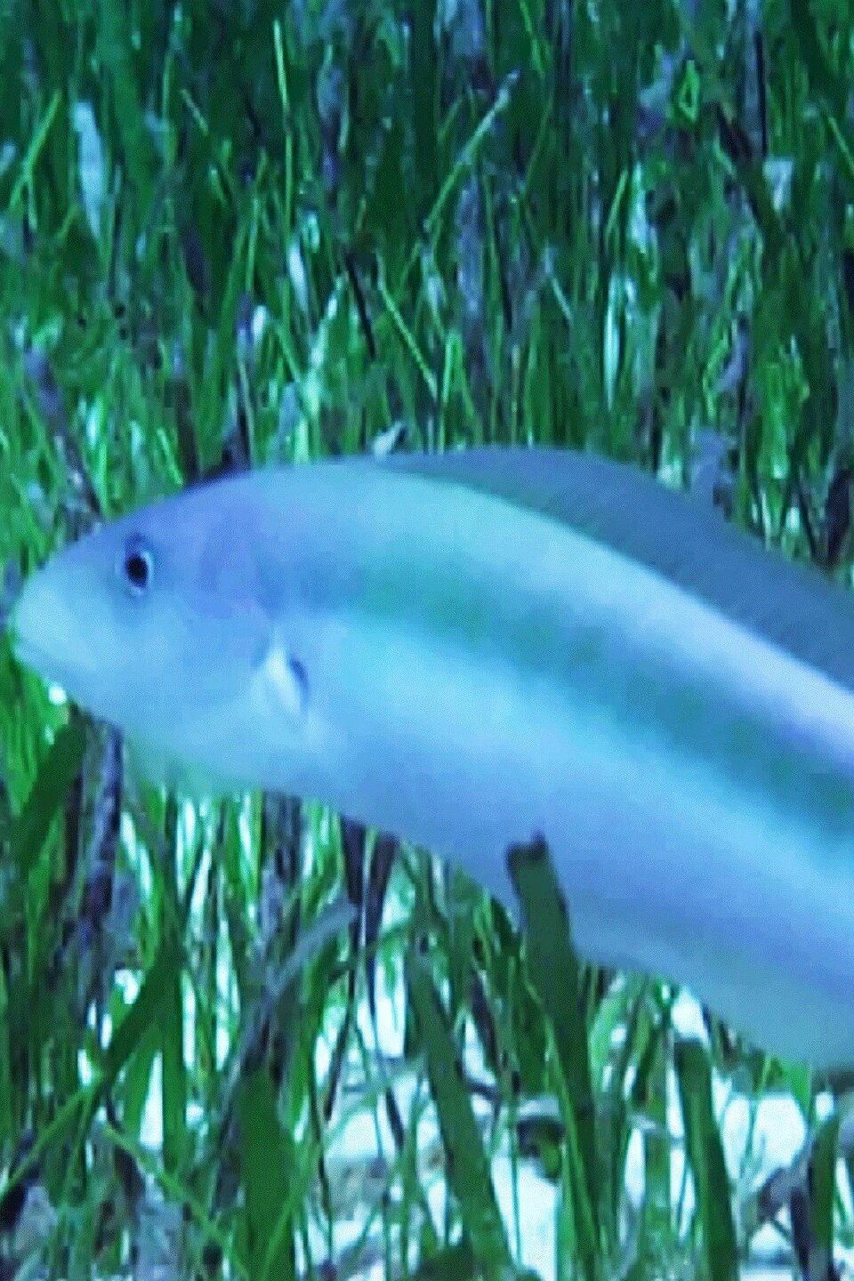 One Sly Fish Pictures Rotten Tomatoes