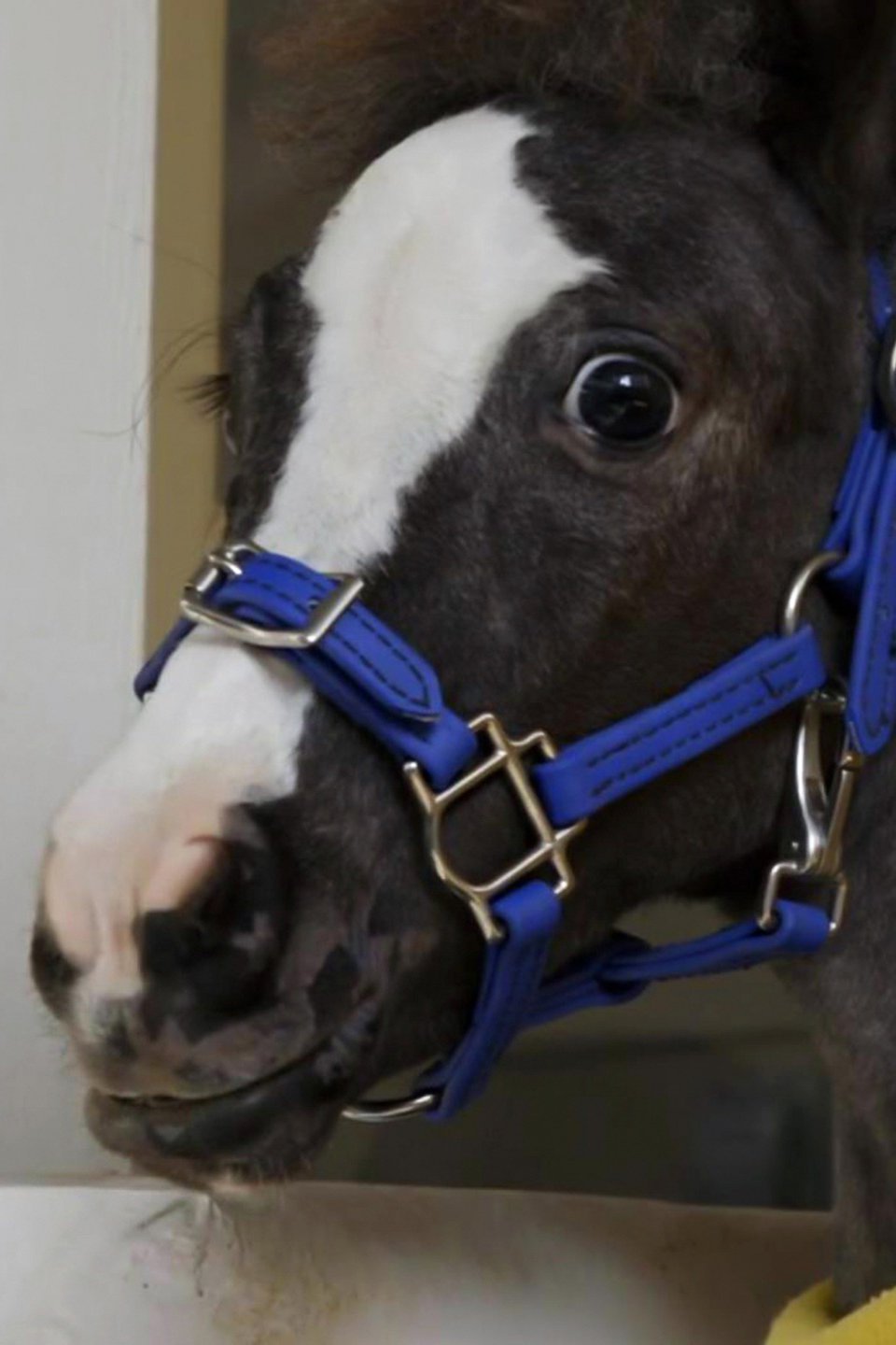 Shot in the Dark Pictures Rotten Tomatoes