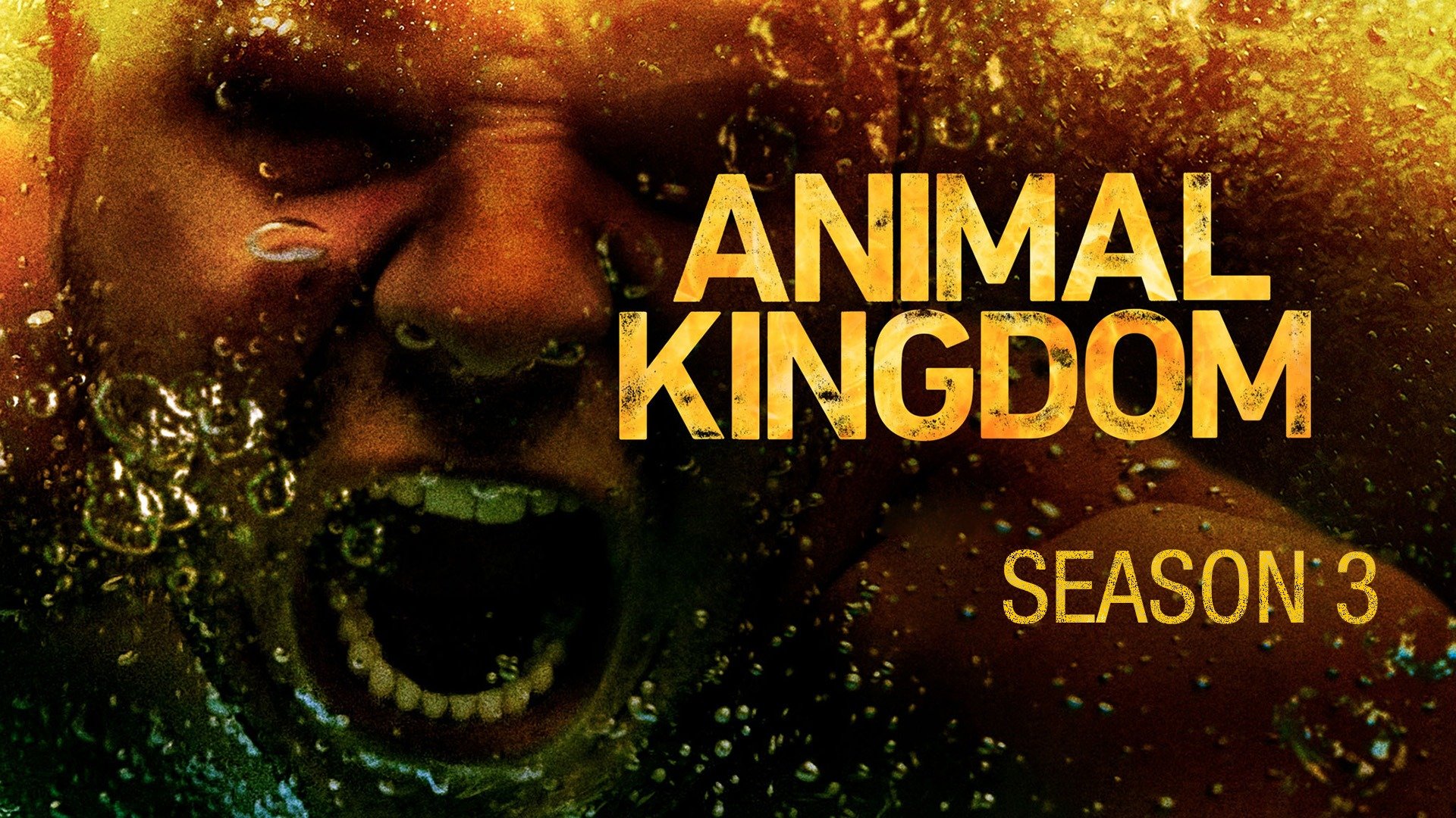 Animal Kingdom: Season 3 - TV Reviews