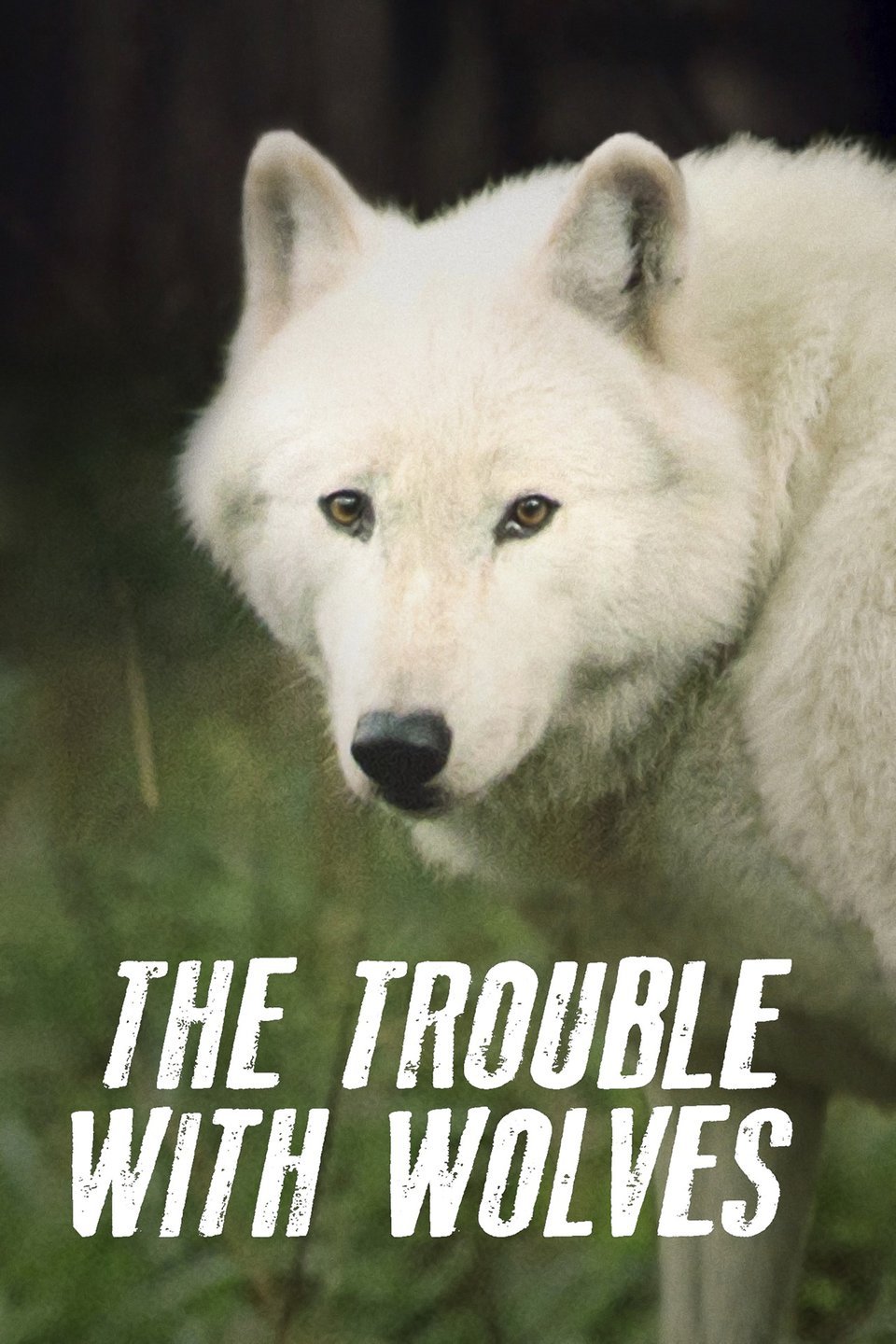 The Trouble With Wolves Rotten Tomatoes