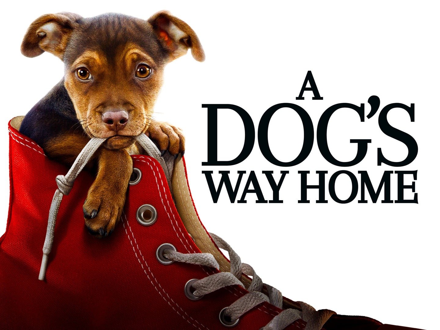 A Dog's Way Home: Official Clip - Hit by a Car - Trailers & Videos ...