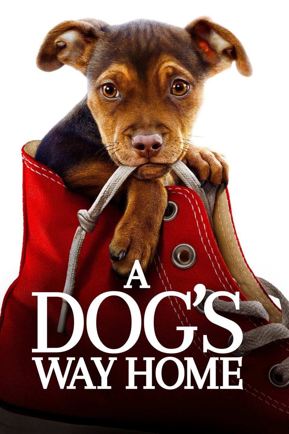 A Dog S Way Home Flixster