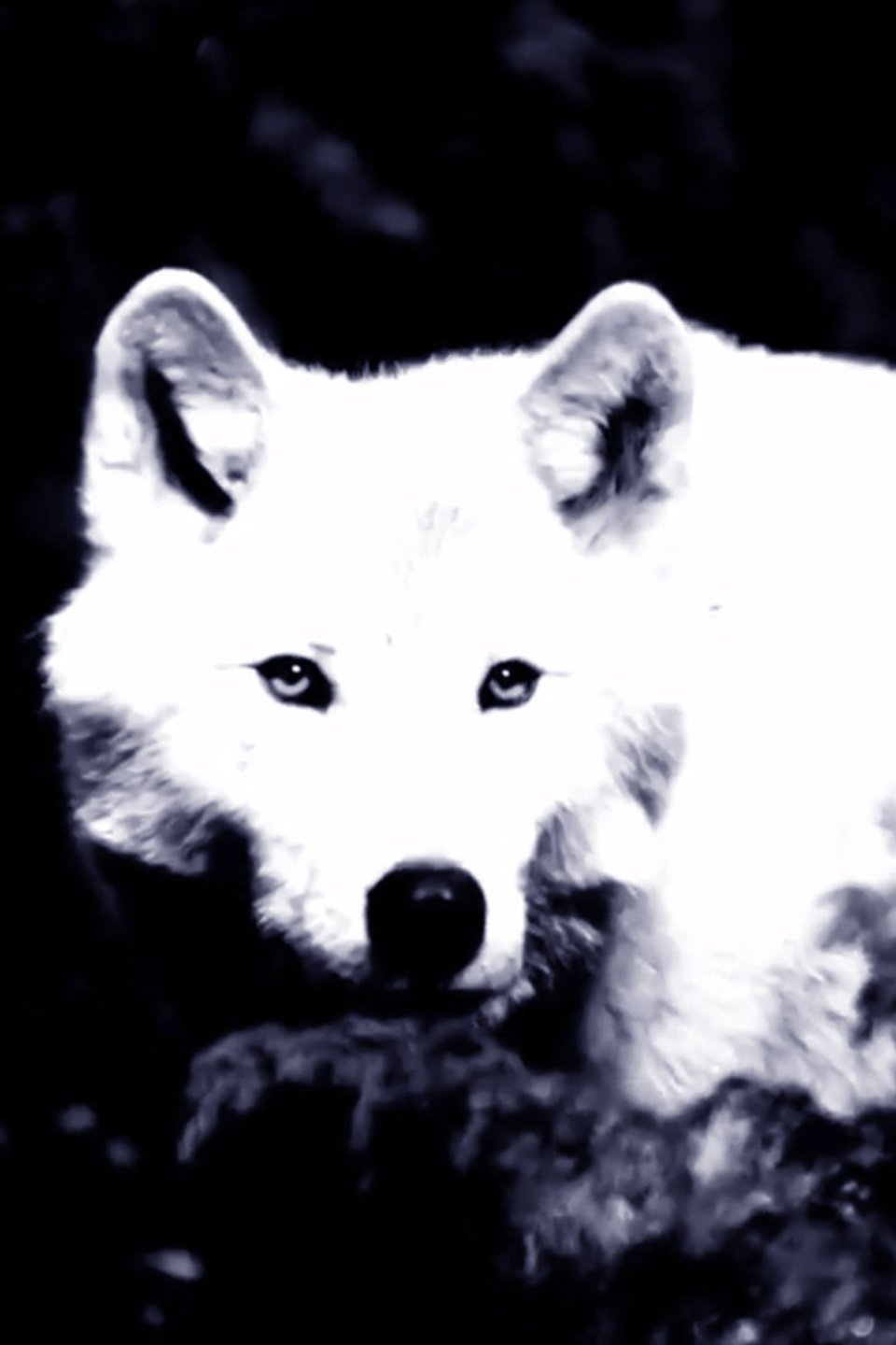 black and white wolf tumblr