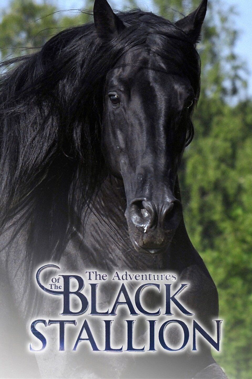 The Adventures of the Black Stallion - Rotten Tomatoes