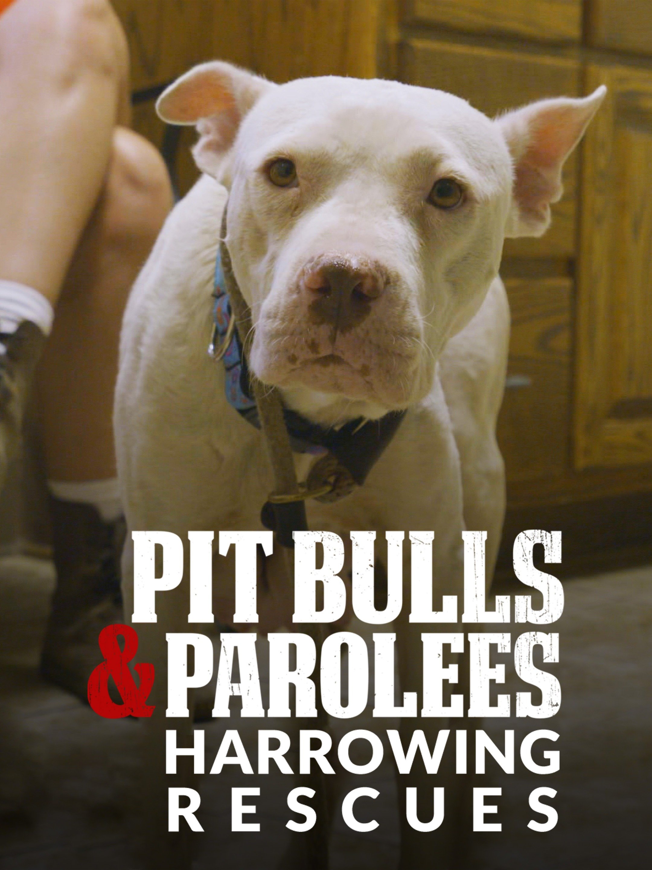 Pit Bulls & Parolees - Full Cast & Crew - TV Guide