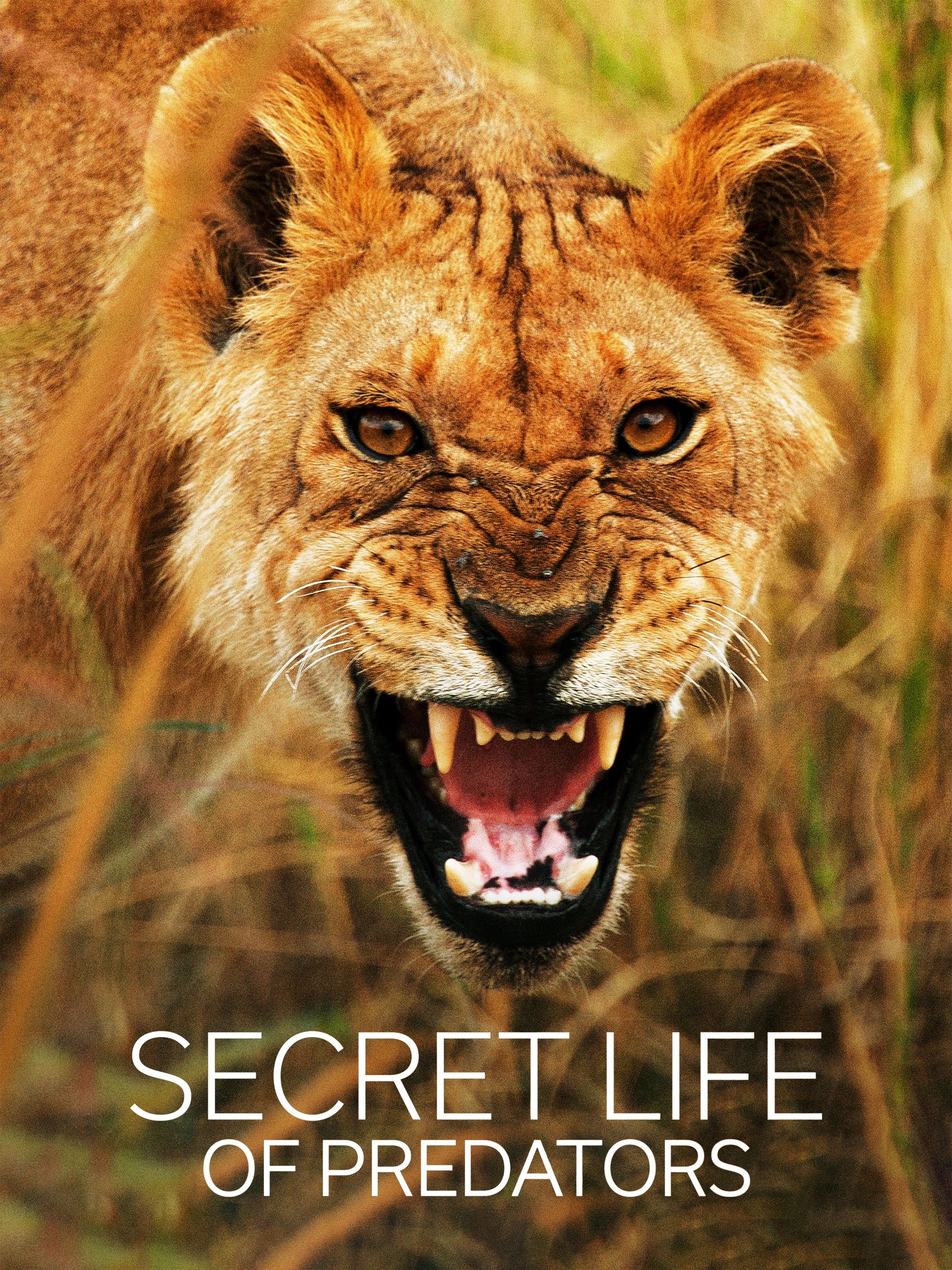 The Secret Lives Of Cow Predators: Discover The Truth - gtqyomb