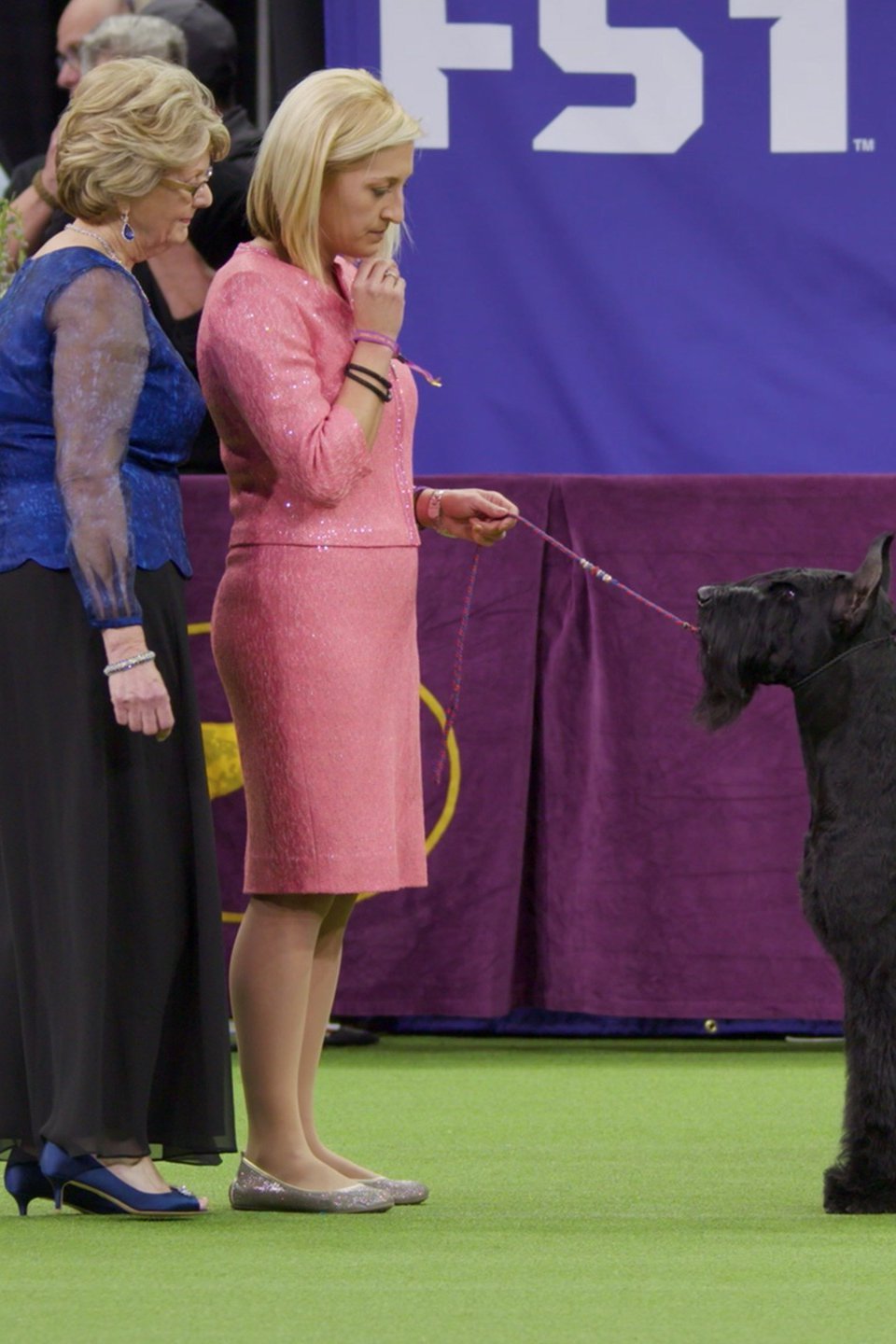 Westminster Dog Show Pictures Rotten Tomatoes