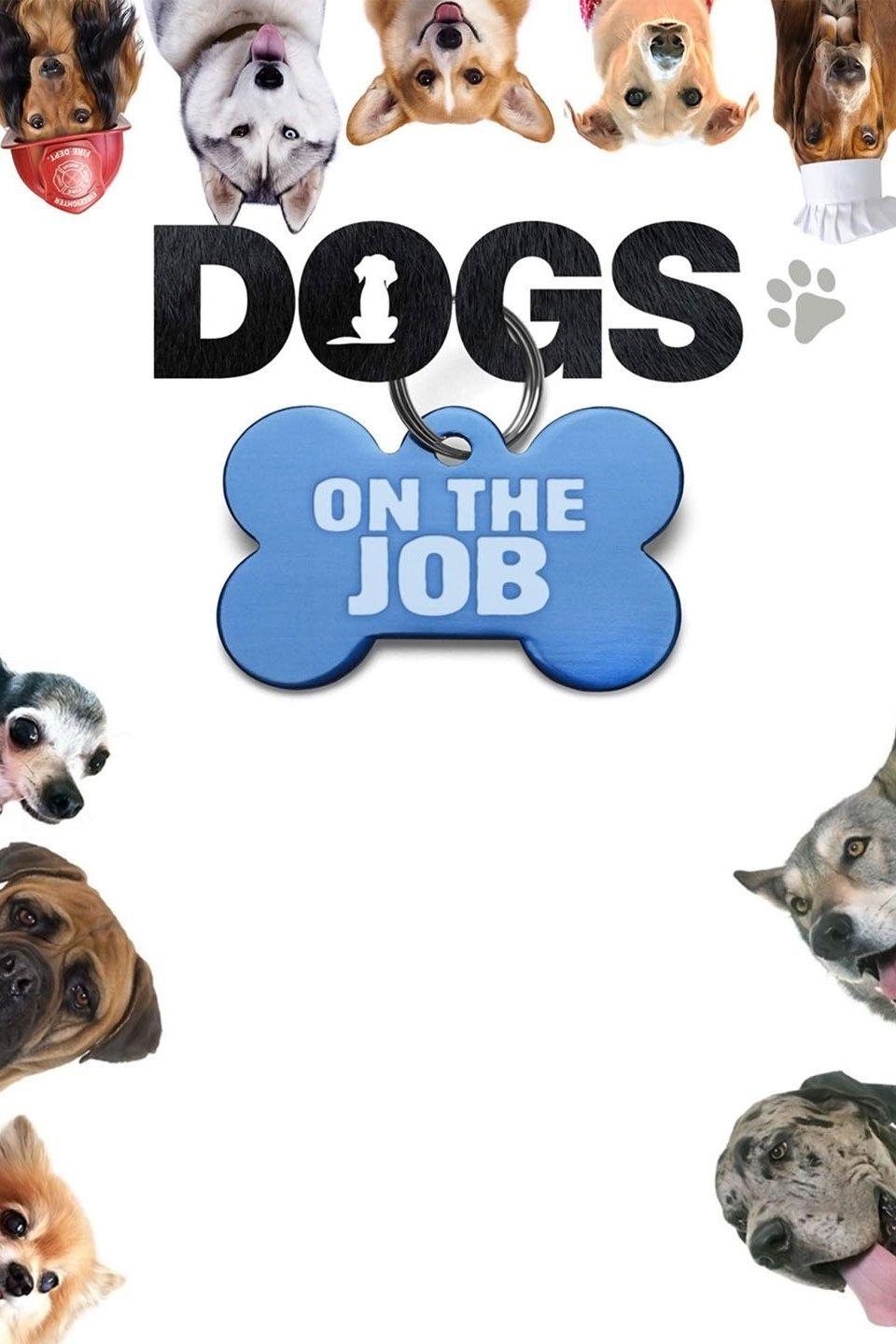 Dogs on the Job Pictures Rotten Tomatoes