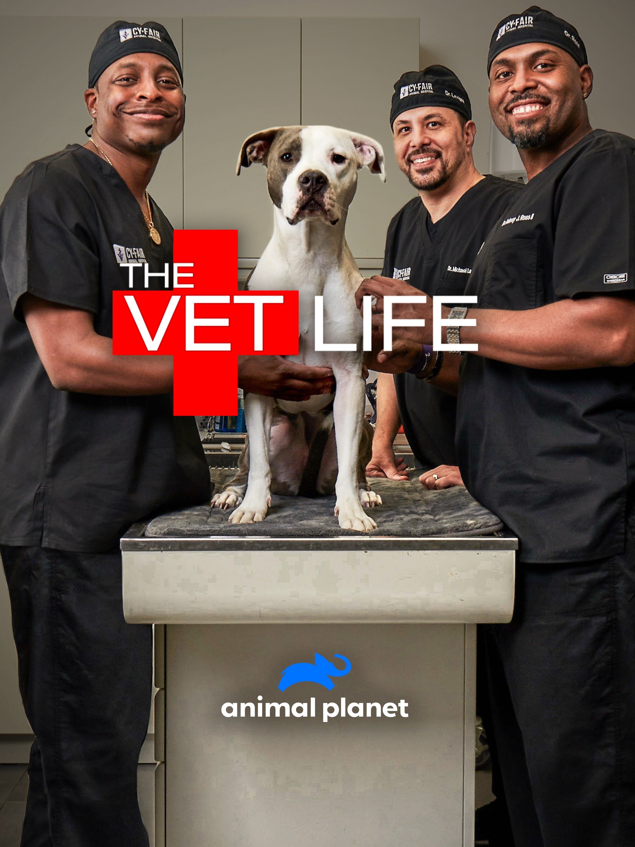 The Vet Life Season 4 Pictures Rotten Tomatoes