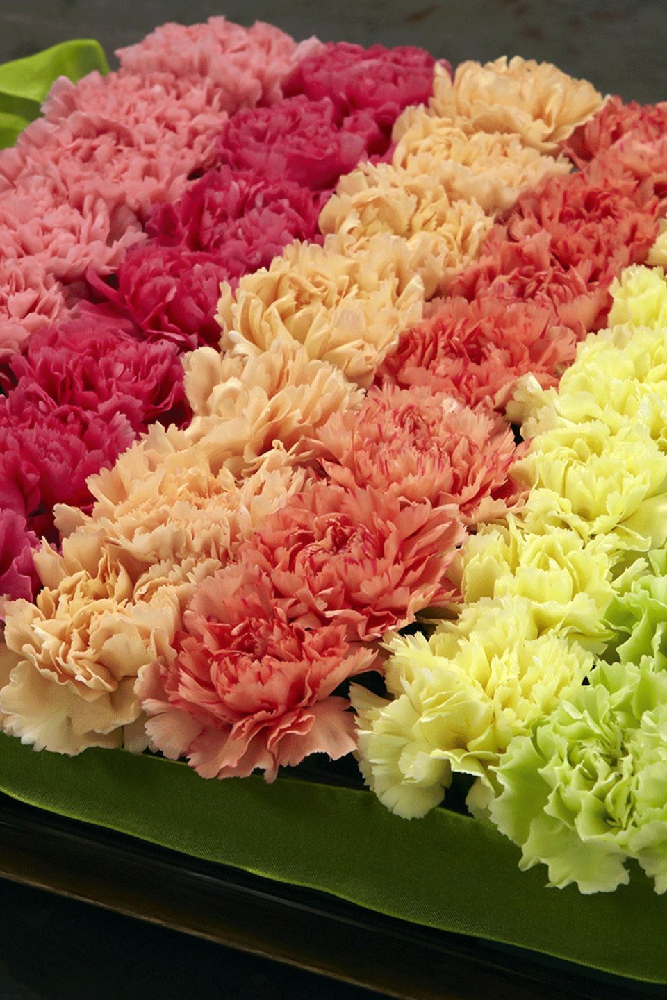 Carnations, Family & Flowers Pictures Rotten Tomatoes