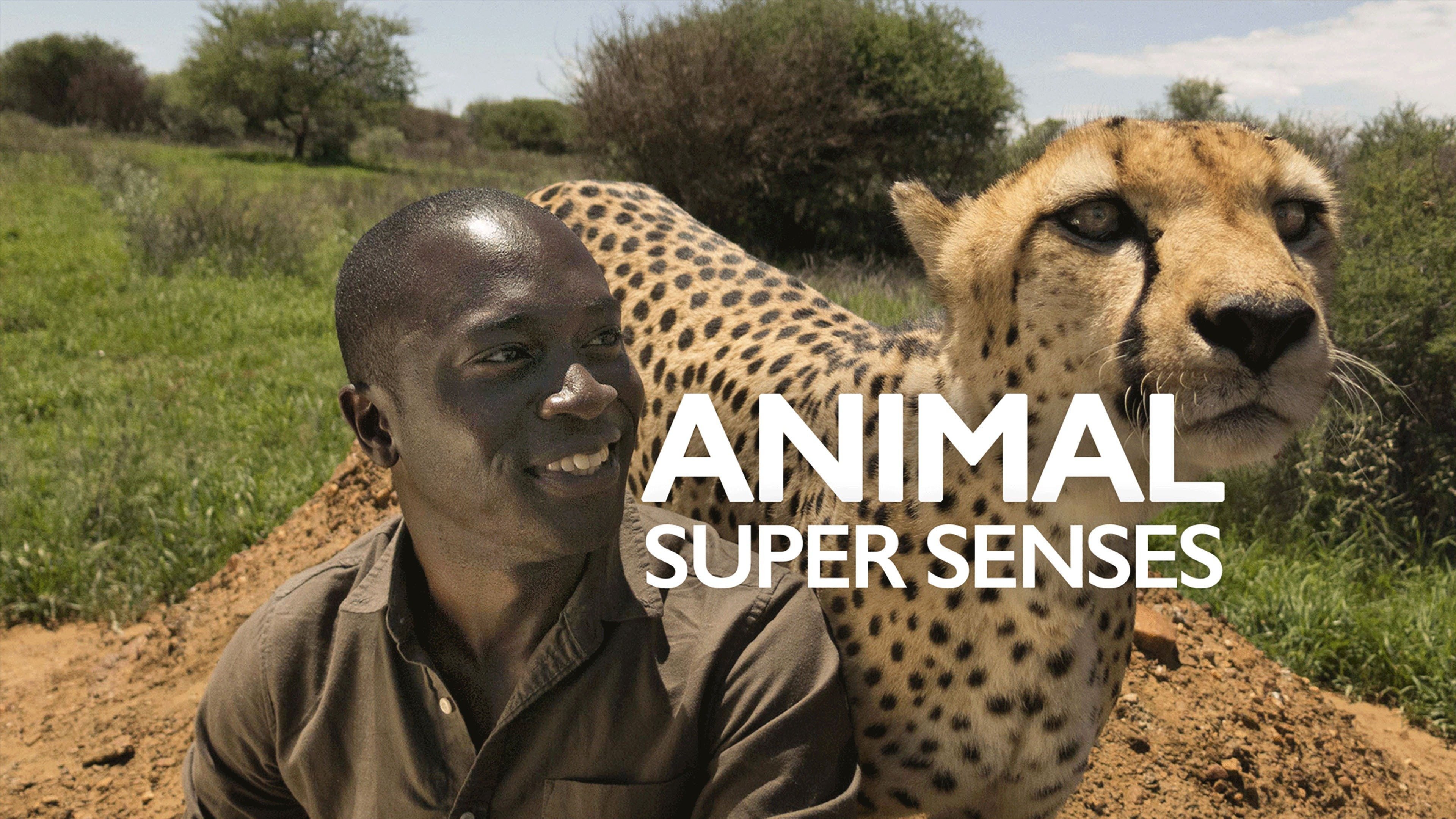 Animal Super Senses - Rotten Tomatoes