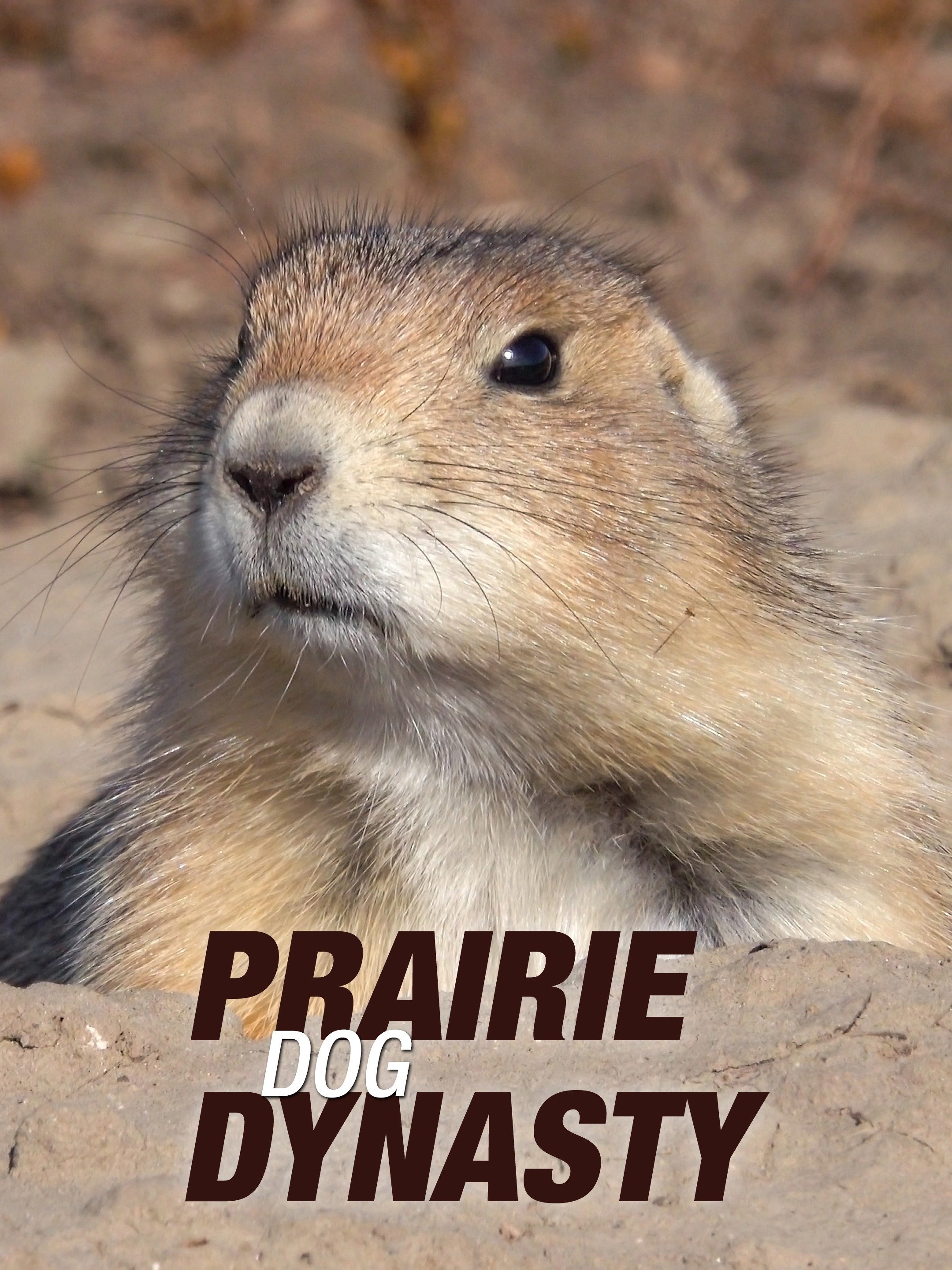 Gopher Vs. Prairie Dog: The Fight For Underground Supremacy! - 4h42k37