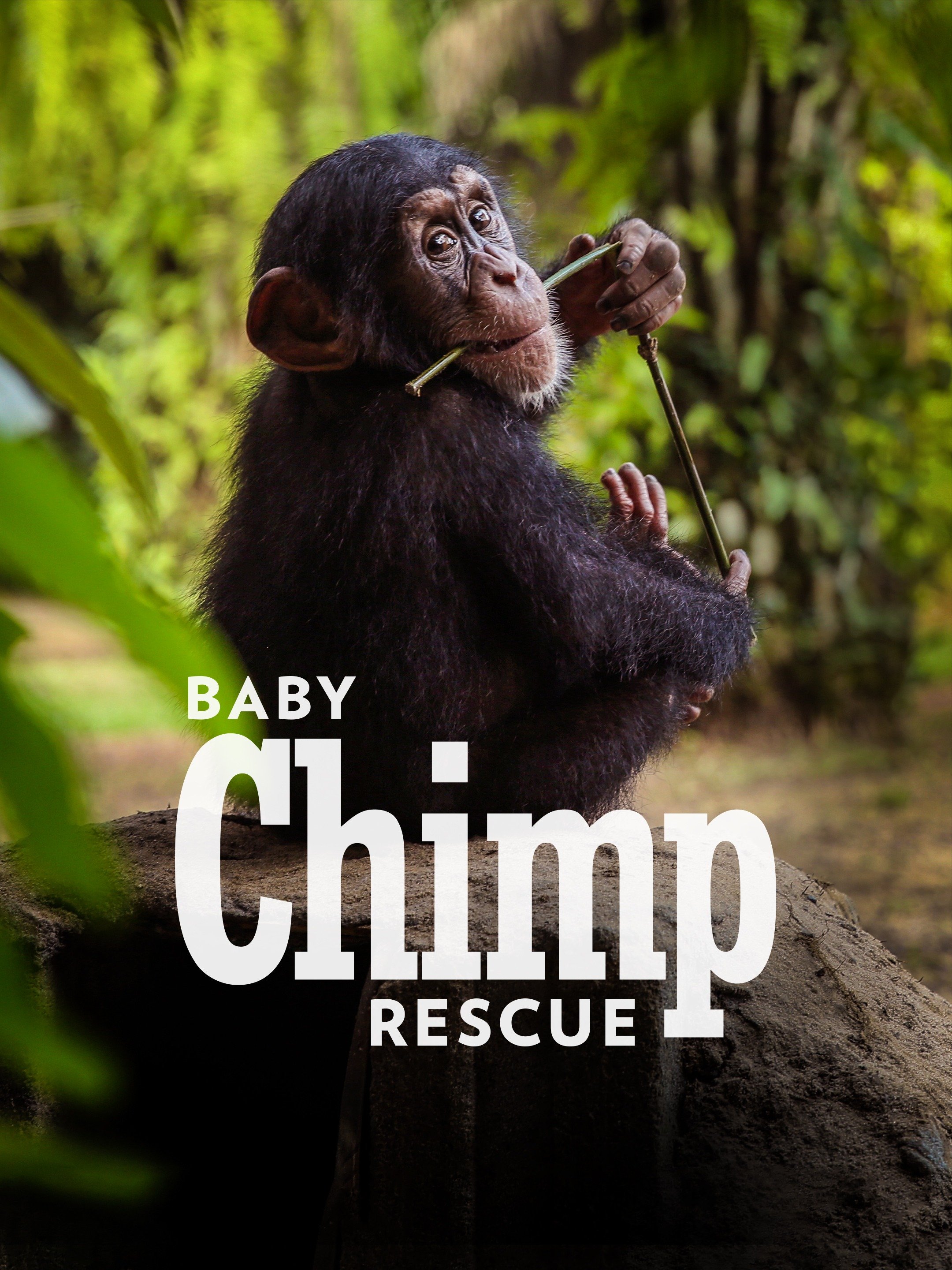 Baby Chimp Rescue Pictures - Rotten Tomatoes