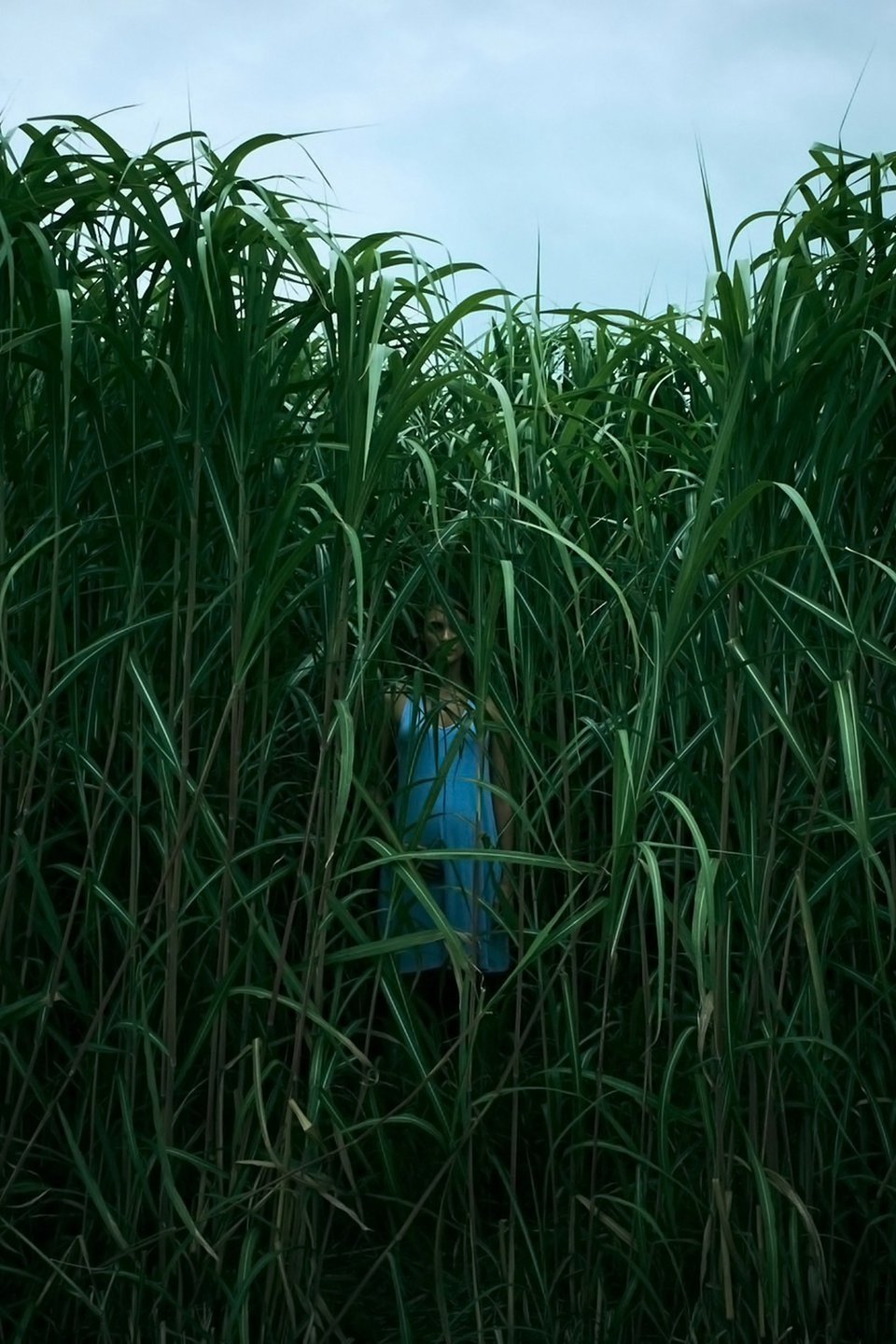 in-the-tall-grass-trailer-1-trailers-videos-rotten-tomatoes