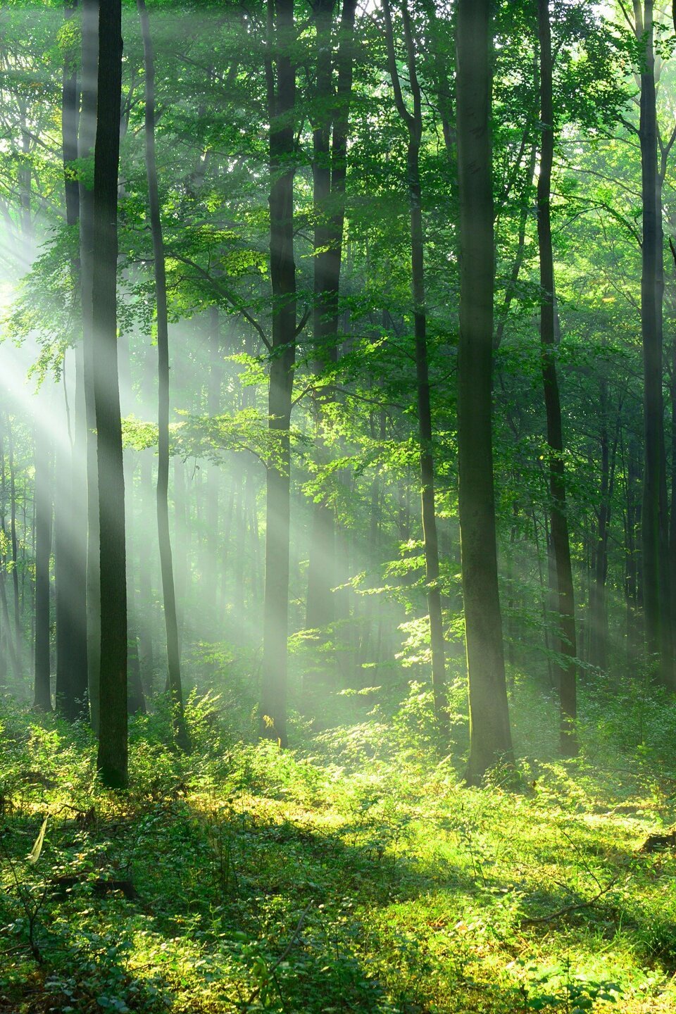 The Secret Life of Trees - Rotten Tomatoes