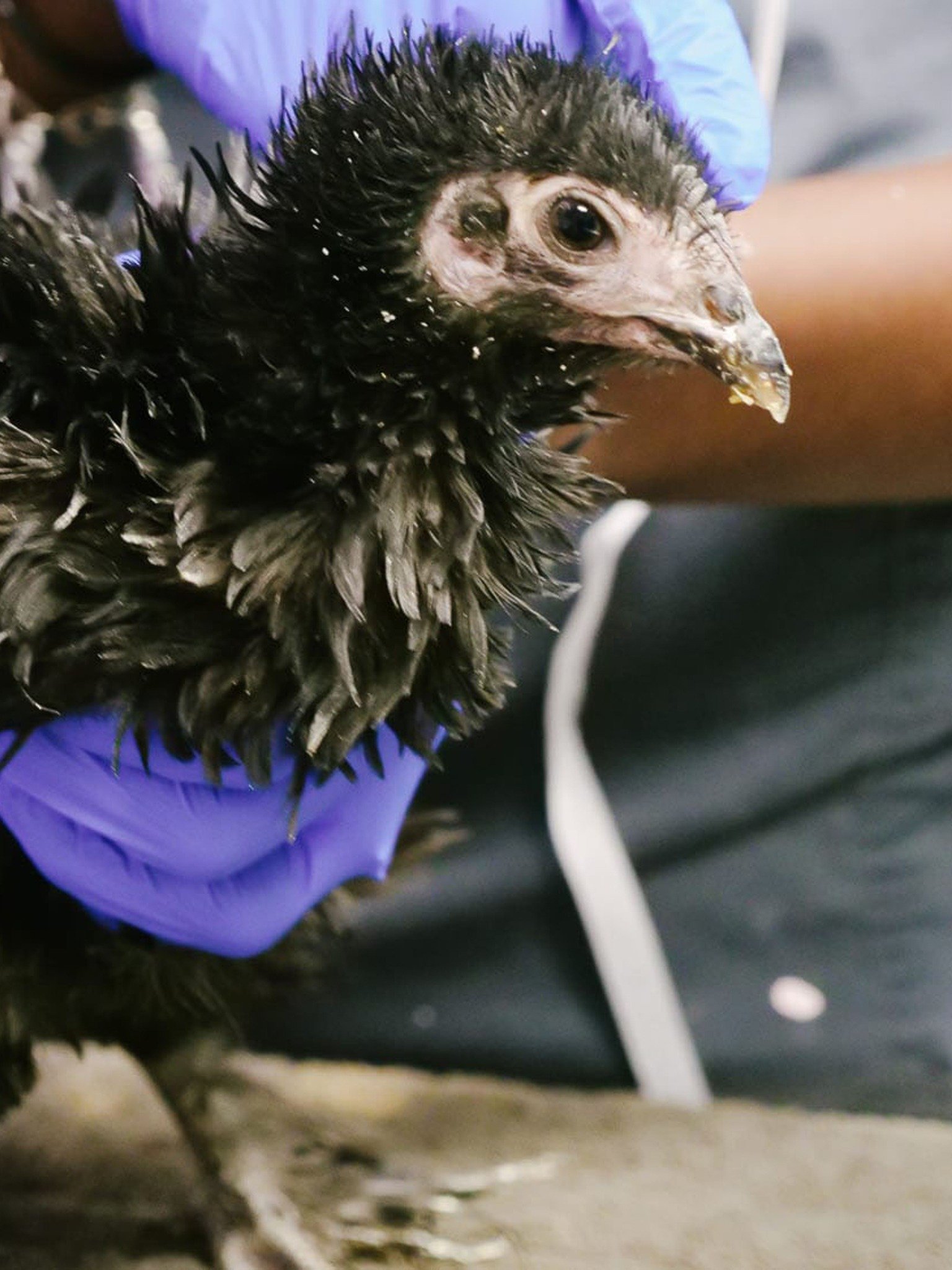 Houston Ink Pictures Rotten Tomatoes