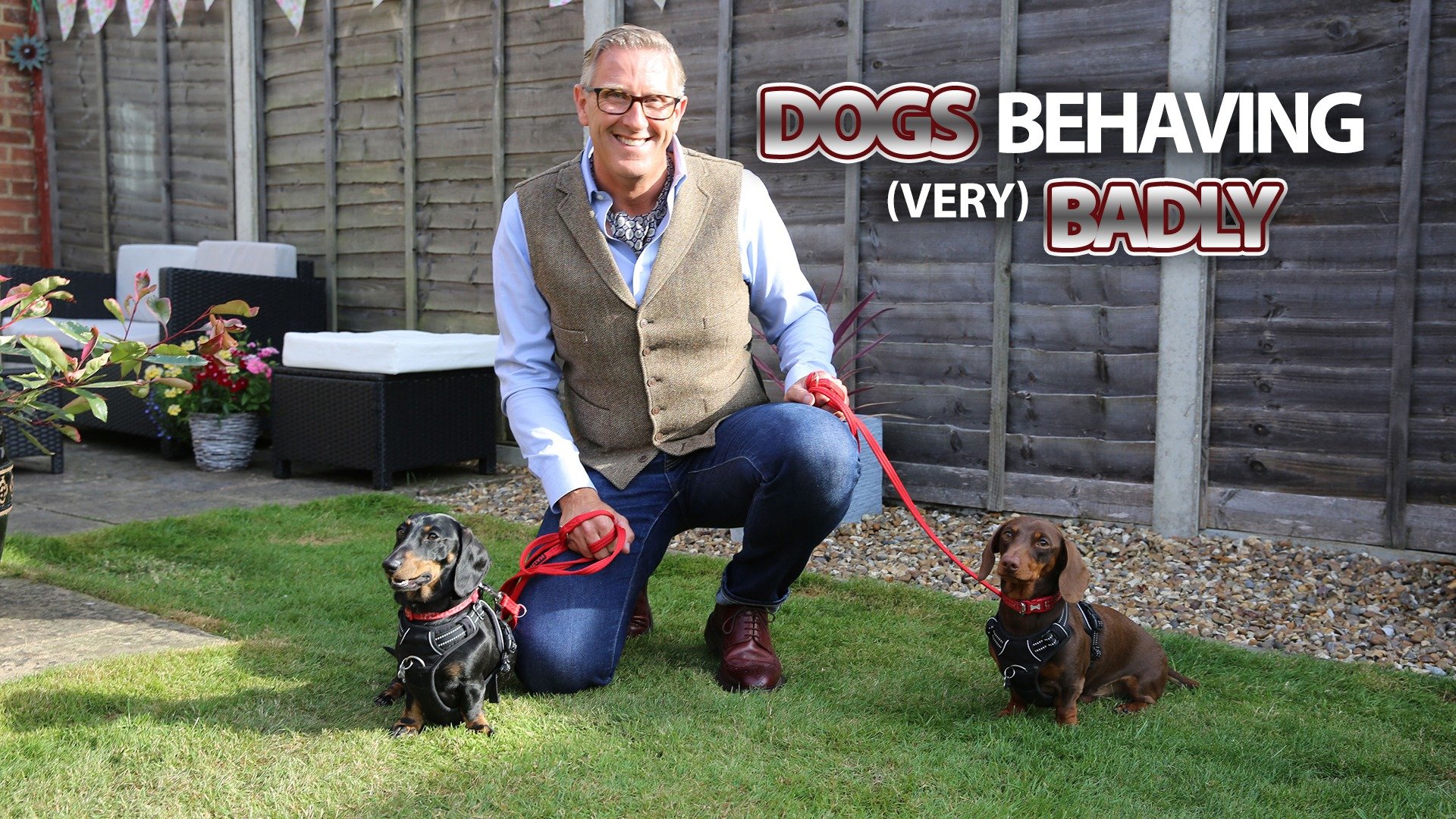 Dogs Behaving Very Badly Rotten Tomatoes Dogs Behaving Very Badly Rotten Tomatoes