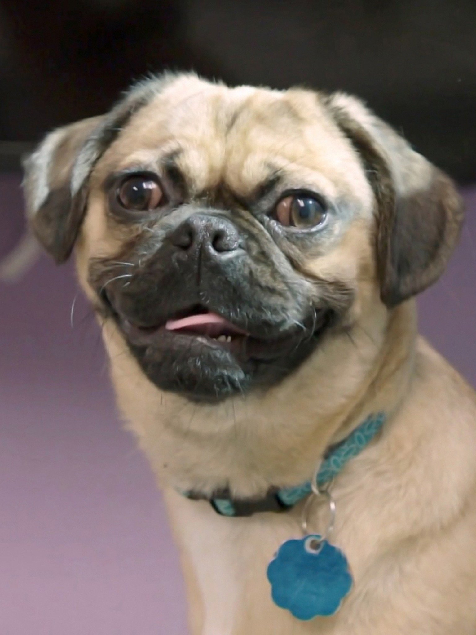 Struggling Pug Pictures Rotten Tomatoes